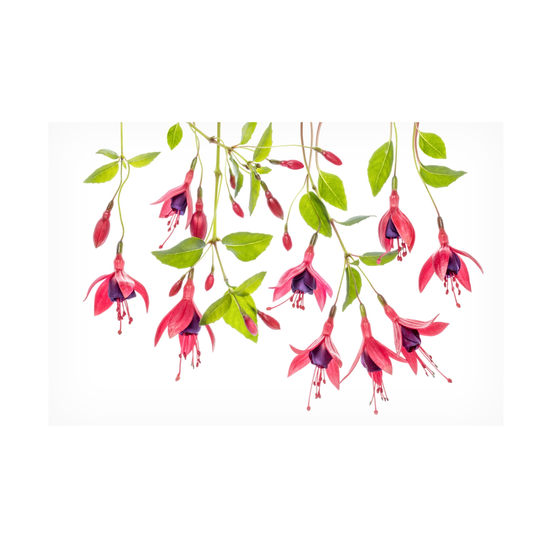 Canvas Wall Art - Mandy Disher 'Fuchsia' Wall Art for Living Room, Bedroom, or Office D?cor by Trademark Fine Art - 47 x 30 Inches