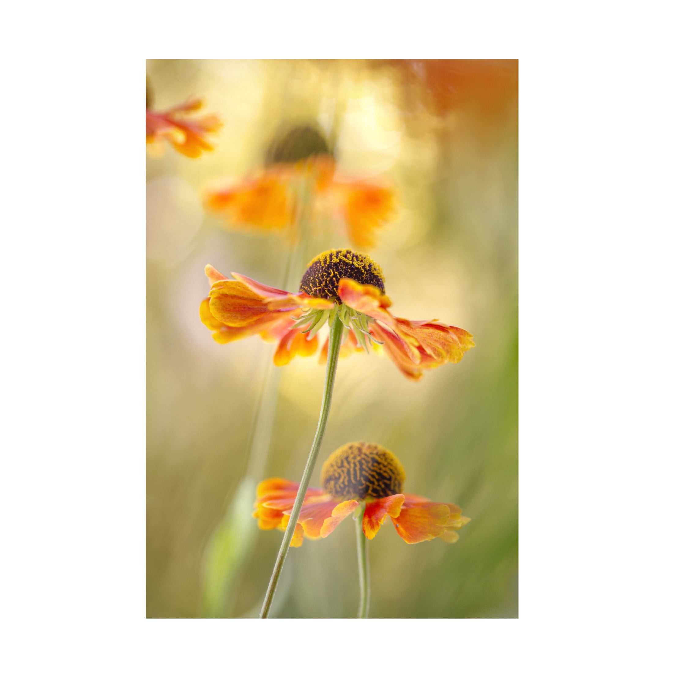 Canvas Wall Art - Mandy Disher 'Helenium' Wall Art for Living Room, Bedroom, or Office D?cor by Trademark Fine Art - 16 x 24 Inches