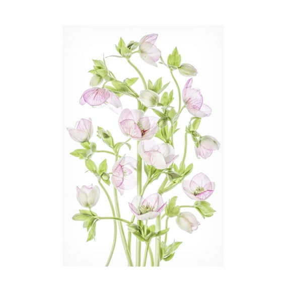Canvas Wall Art - Mandy Disher 'Hellebore' Wall Art for Living Room, Bedroom, or Office Décor by Trademark Fine Art - 12 x 19 Inches