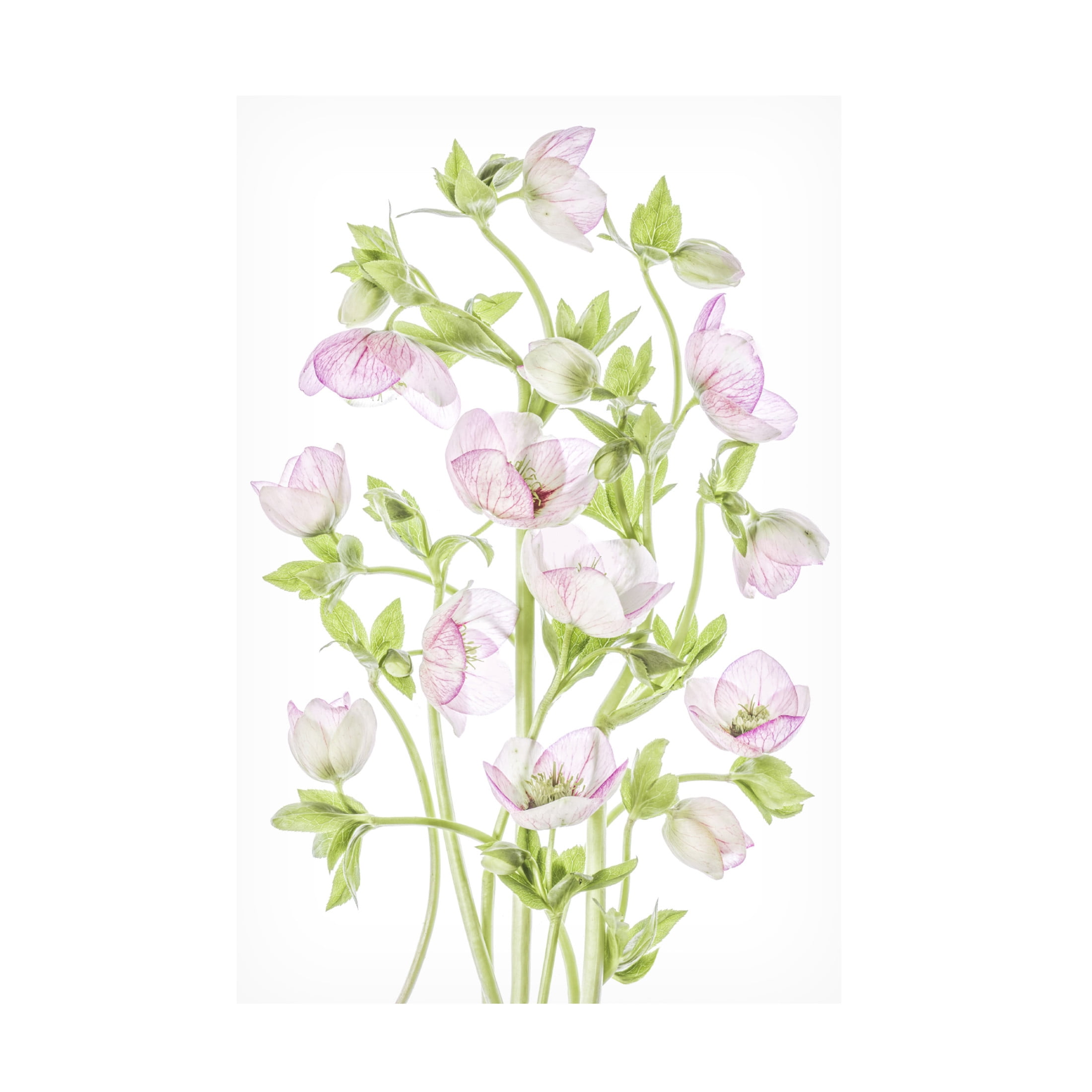 Canvas Wall Art - Mandy Disher 'Hellebore' Wall Art for Living Room, Bedroom, or Office Décor by Trademark Fine Art - 16 x 24 Inches