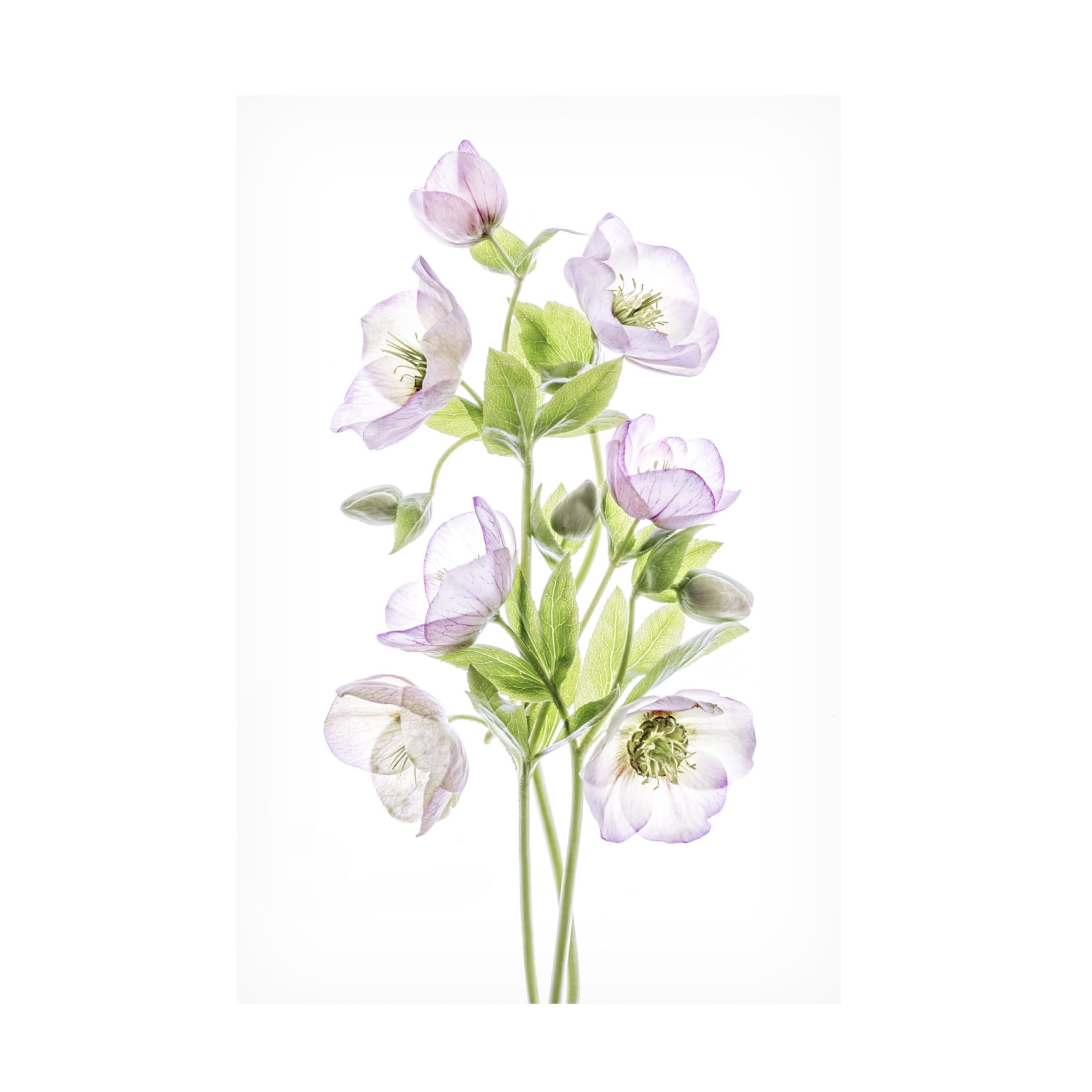Canvas Wall Art - Mandy Disher 'Hellebore' Wall Art for Living Room, Bedroom, or Office Décor by Trademark Fine Art - 22 x 32 Inches