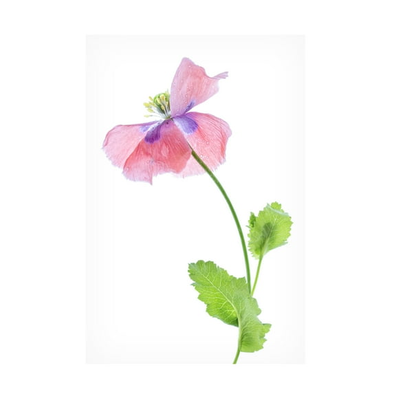 Canvas Wall Art - Mandy Disher 'Poppy' Wall Art for Living Room, Bedroom, or Office Décor by Trademark Fine Art - 16 x 24 Inches