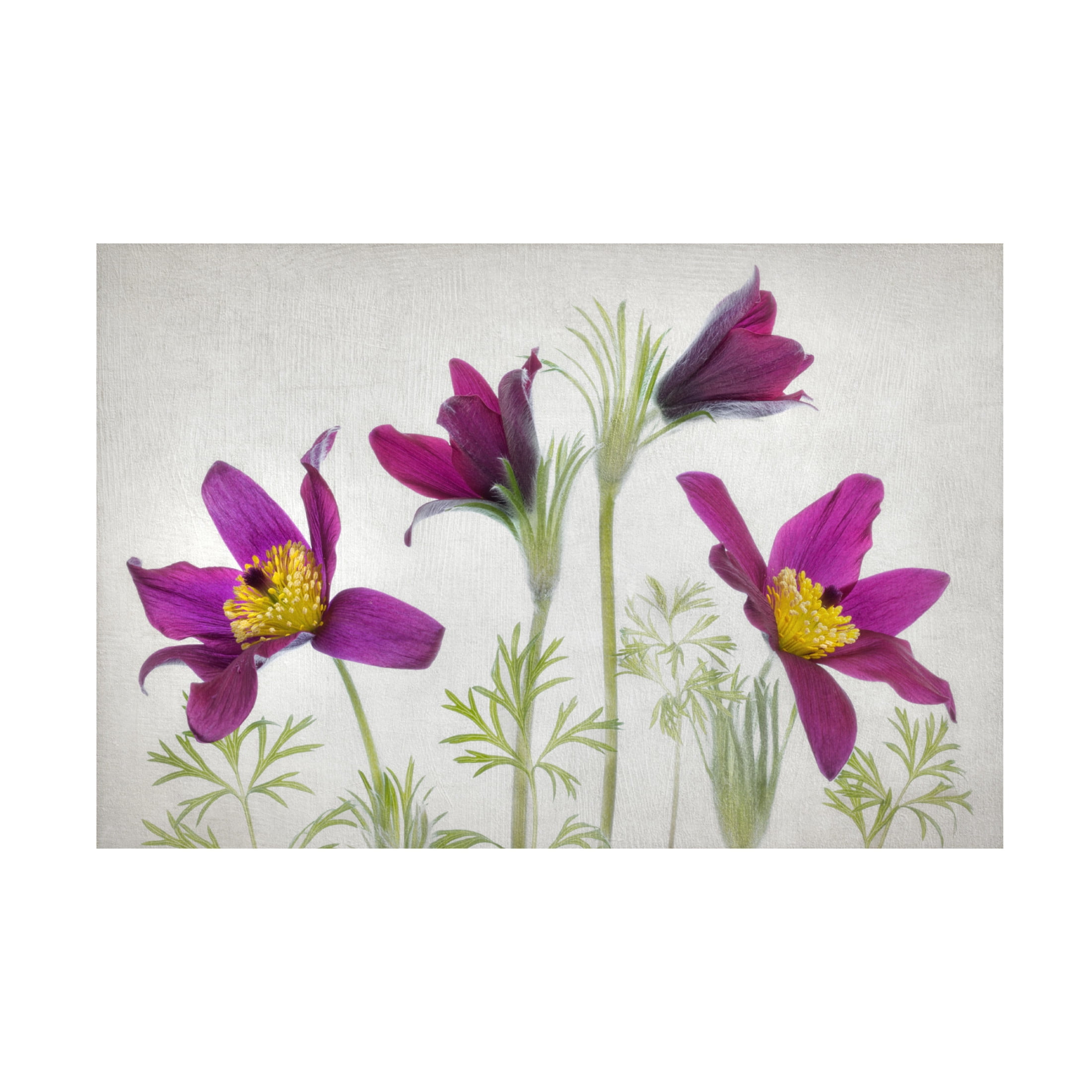 Canvas Wall Art - Mandy Disher 'Pulsatilla' Wall Art for Living Room, Bedroom, or Office Décor by Trademark Fine Art - 24 x 16 Inches