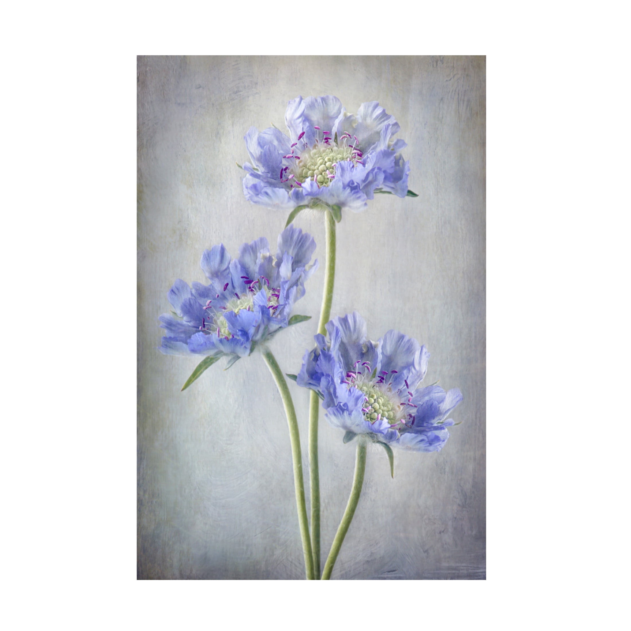 Canvas Wall Art - Mandy Disher 'Scabiosa' Wall Art for Living Room, Bedroom, or Office Décor by Trademark Fine Art - 22 x 32 Inches