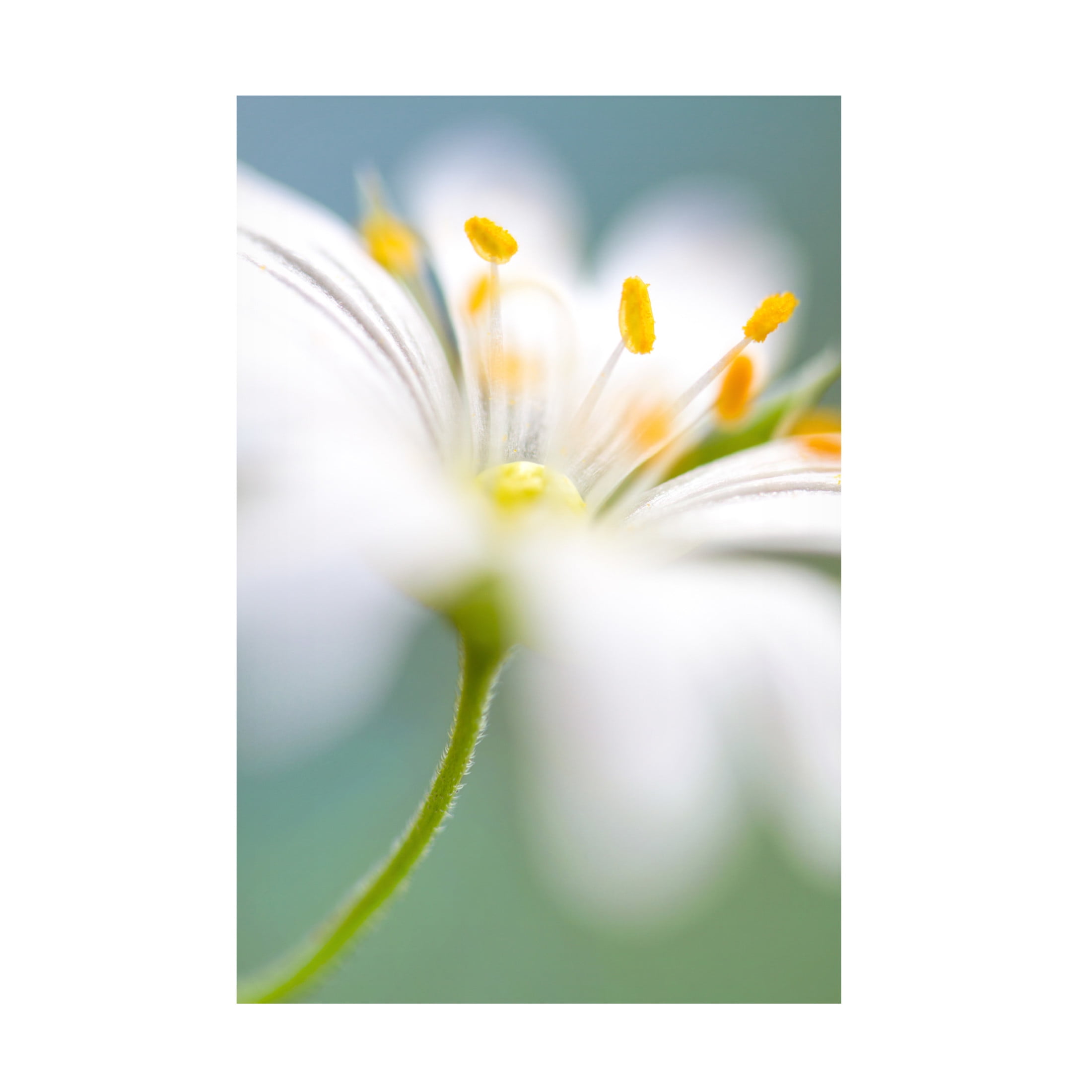 Canvas Wall Art - Mandy Disher 'Stitchwort Surprise' Wall Art for Living Room, Bedroom, or Office D?cor by Trademark Fine Art - 30 x 47 Inches