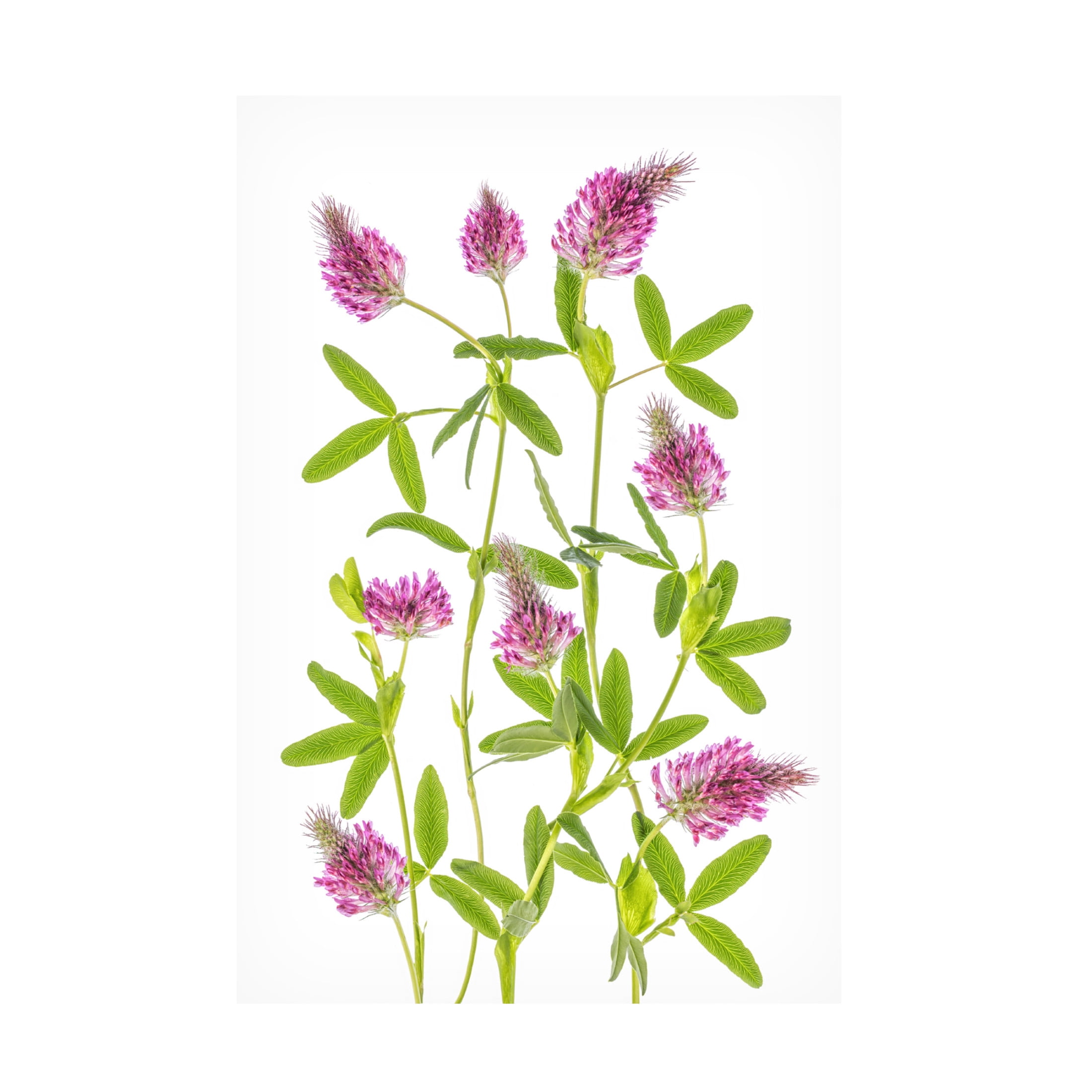 Canvas Wall Art - Mandy Disher 'Trifolium' Wall Art for Living Room, Bedroom, or Office Décor by Trademark Fine Art - 30 x 47 Inches