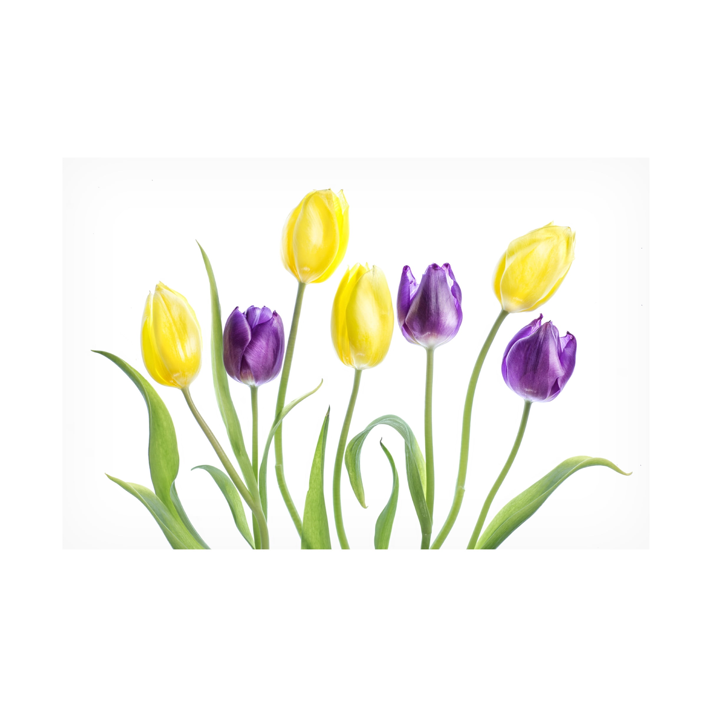 Canvas Wall Art - Mandy Disher 'Tulip' Wall Art for Living Room, Bedroom, or Office DÃ©cor by Trademark Fine Art - 32 x 22 Inches