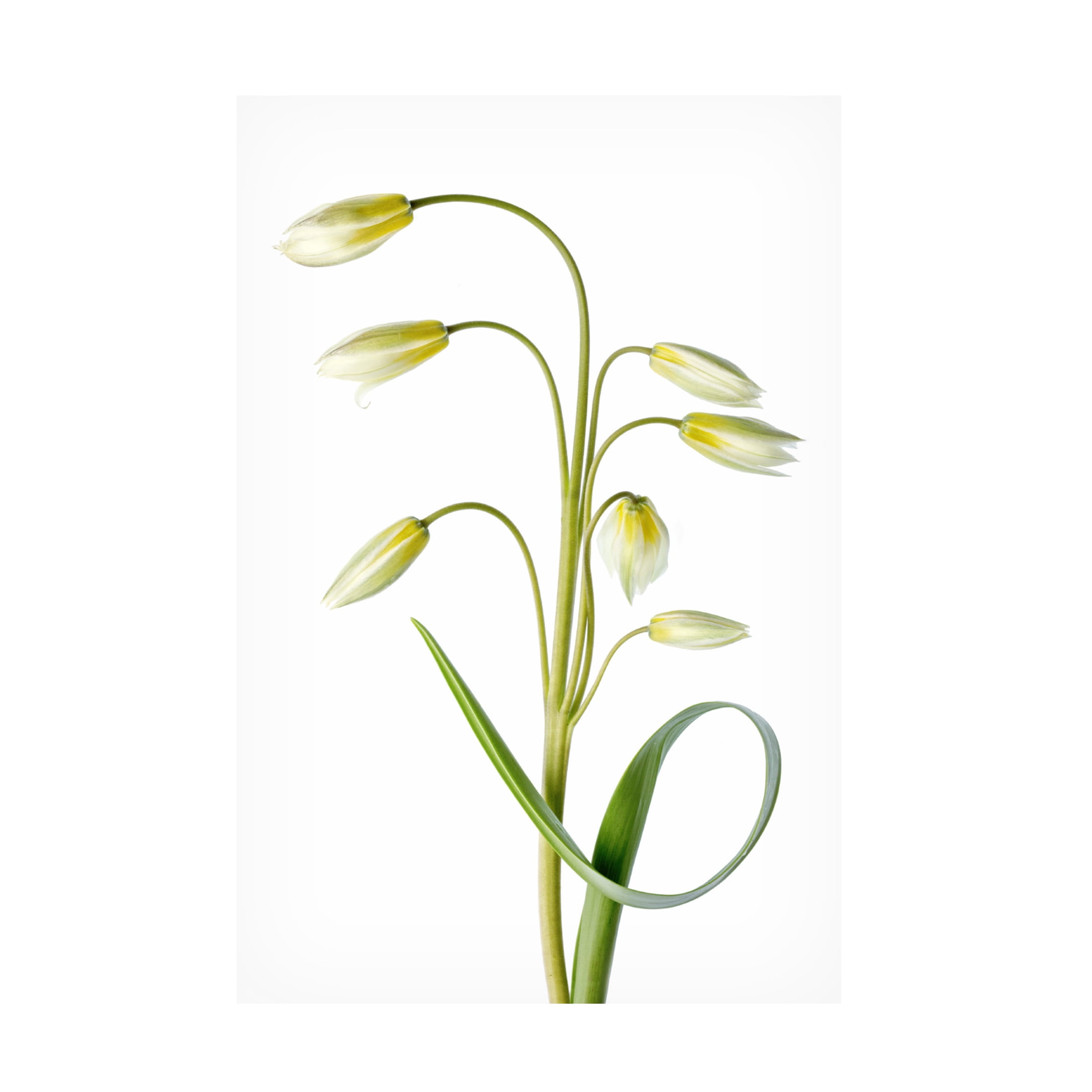 Canvas Wall Art - Mandy Disher 'Tulipa Tarda' Wall Art for Living Room, Bedroom, or Office Décor by Trademark Fine Art - 16 x 24 Inches