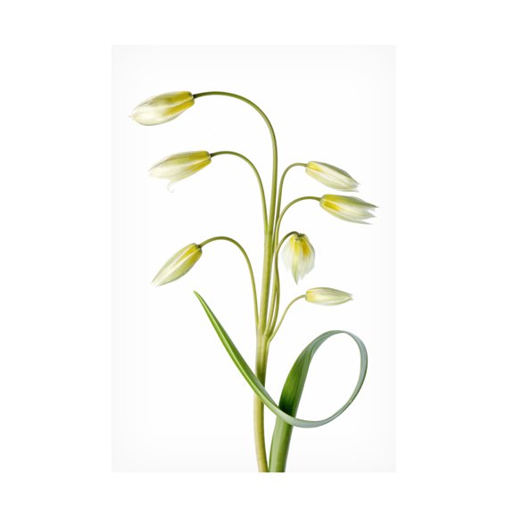 Canvas Wall Art - Mandy Disher 'Tulipa Tarda' Wall Art for Living Room, Bedroom, or Office Décor by Trademark Fine Art - 22 x 32 Inches