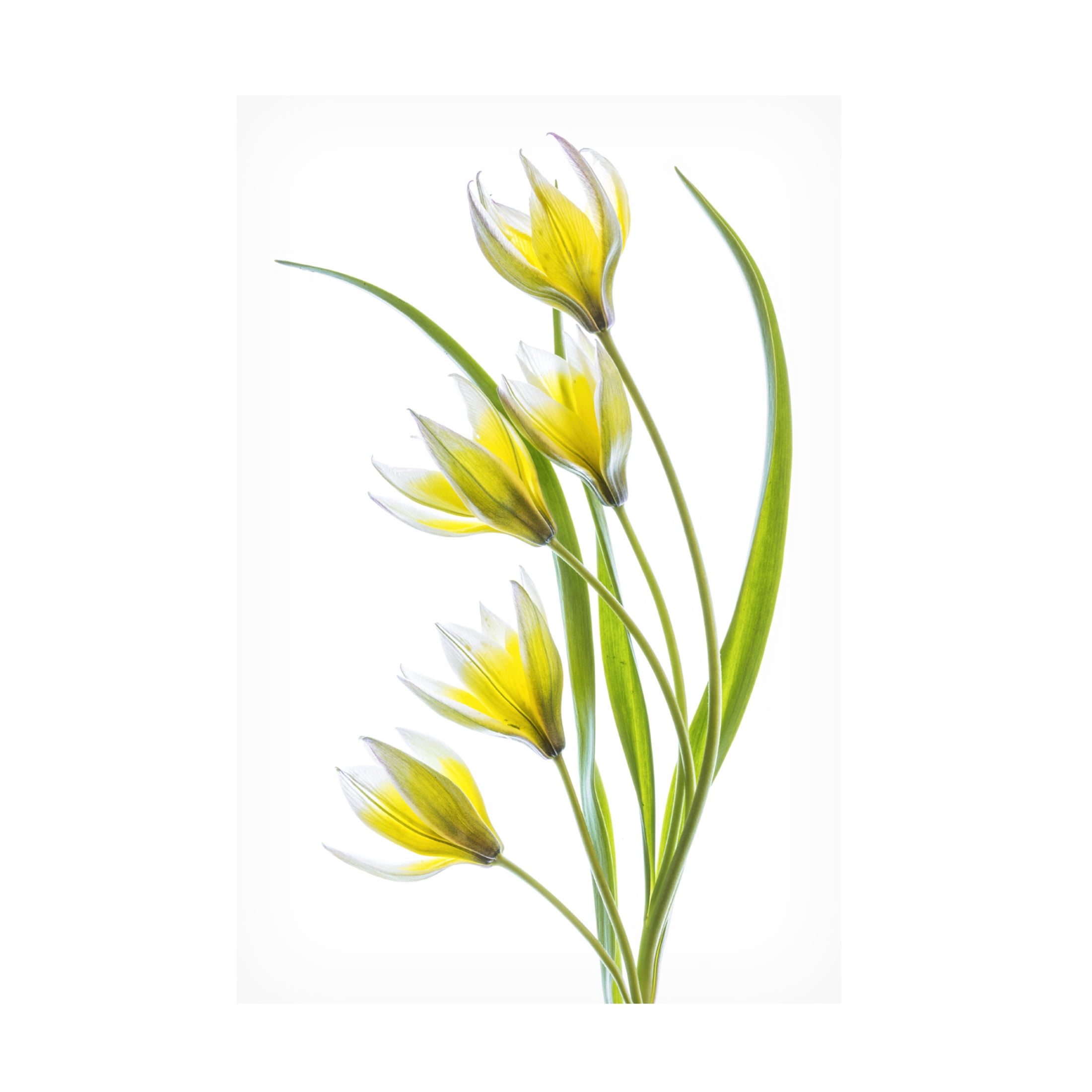 Canvas Wall Art - Mandy Disher 'Tulipa' Wall Art for Living Room, Bedroom, or Office Décor by Trademark Fine Art - 12 x 19 Inches