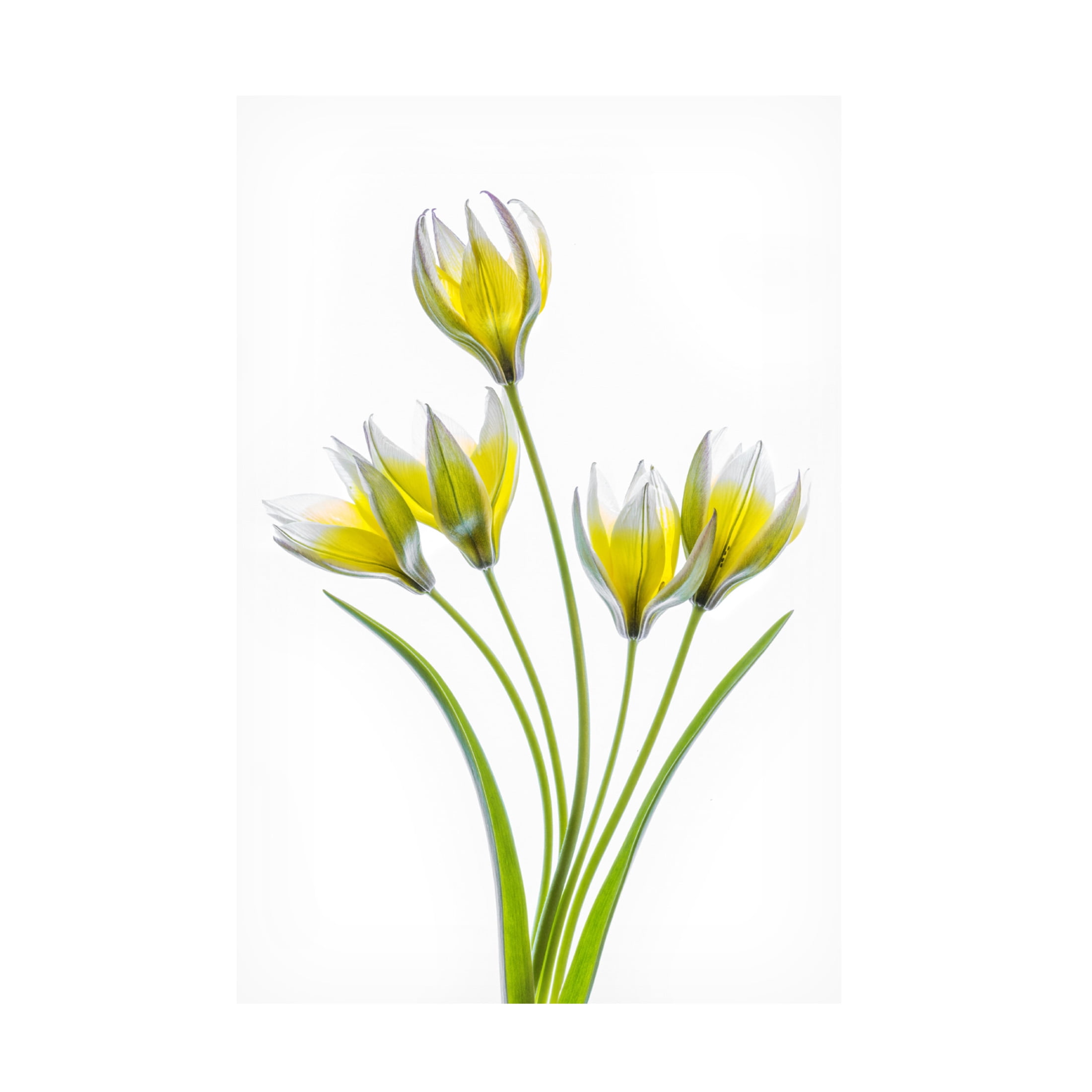 Canvas Wall Art - Mandy Disher 'Tulipa' Wall Art for Living Room, Bedroom, or Office Décor by Trademark Fine Art - 22 x 32 Inches