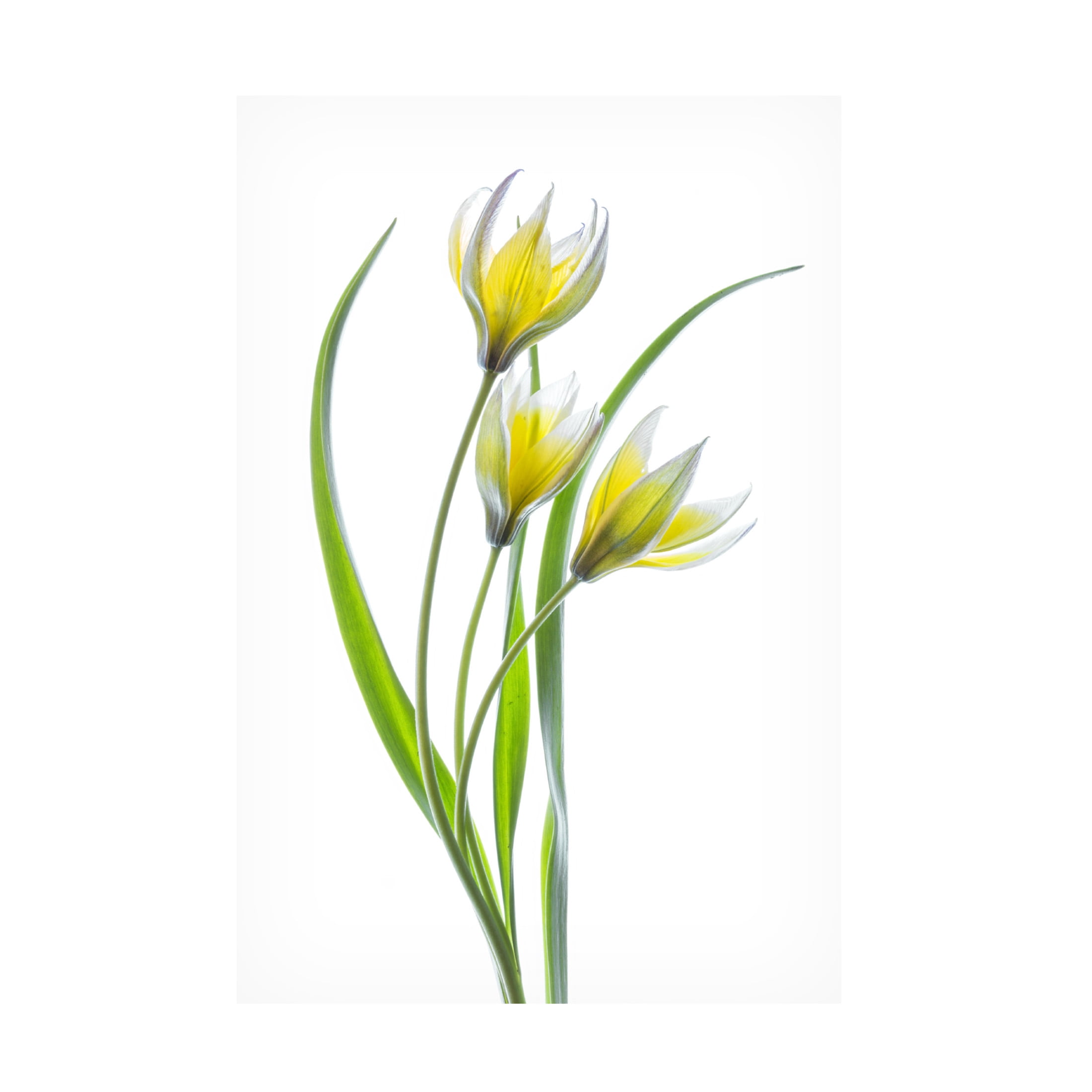 Canvas Wall Art - Mandy Disher 'Tulipa' Wall Art for Living Room, Bedroom, or Office Décor by Trademark Fine Art - 22 x 32 Inches