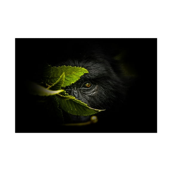 Canvas Wall Art - Manginiphotography 'Keeping Secrets' Wall Art for Living Room, Bedroom, or Office Décor by Trademark Fine Art - 24 x 16 Inches