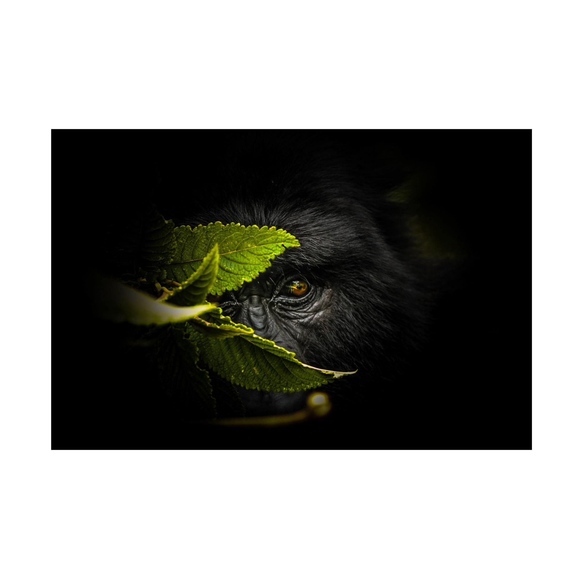 Canvas Wall Art - Manginiphotography 'Keeping Secrets' Wall Art for Living Room, Bedroom, or Office Décor by Trademark Fine Art - 47 x 30 Inches
