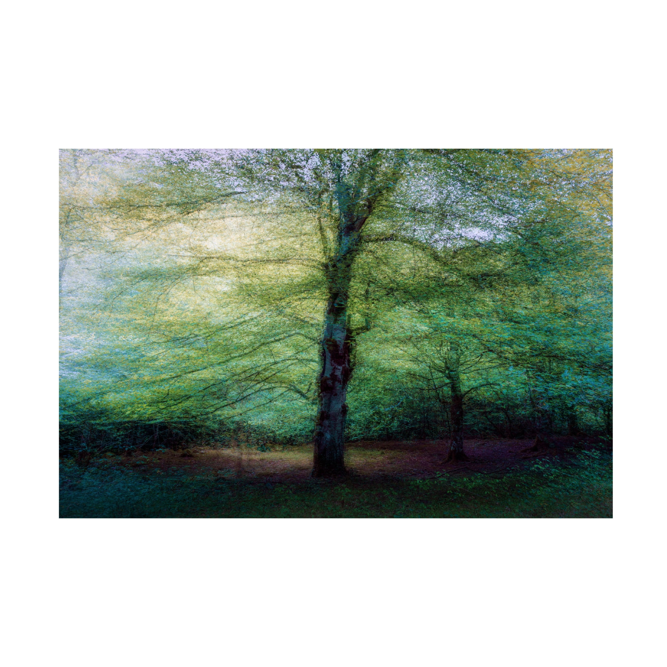 Canvas Wall Art - Marco Antonio Cobo 'Forest' Wall Art for Living Room, Bedroom, or Office Décor by Trademark Fine Art - 47 x 30 Inches