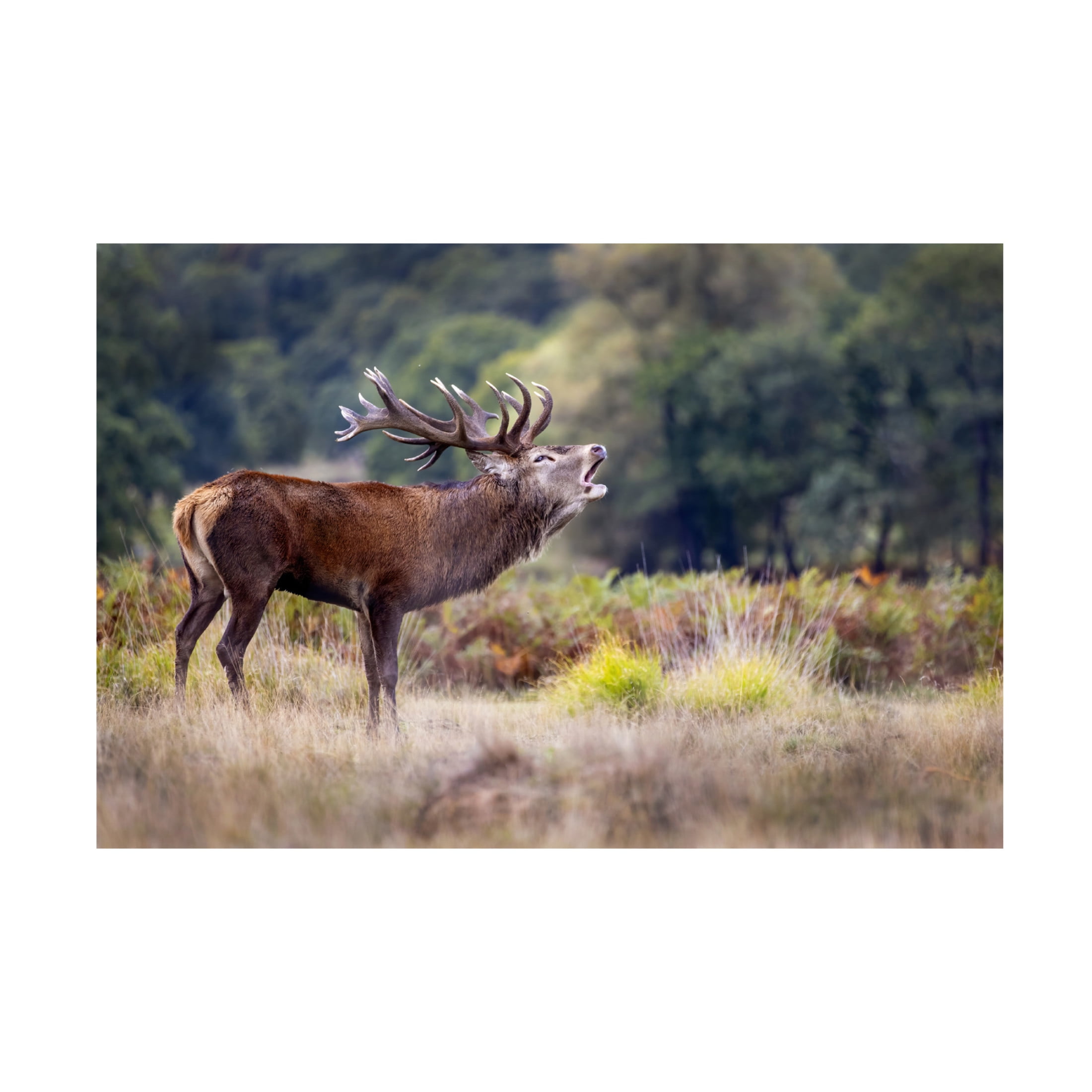 Canvas Wall Art - Marco Redaelli 'The Scream Of The Deer' Wall Art for Living Room, Bedroom, or Office Décor by Trademark Fine Art - 47 x 30 Inches