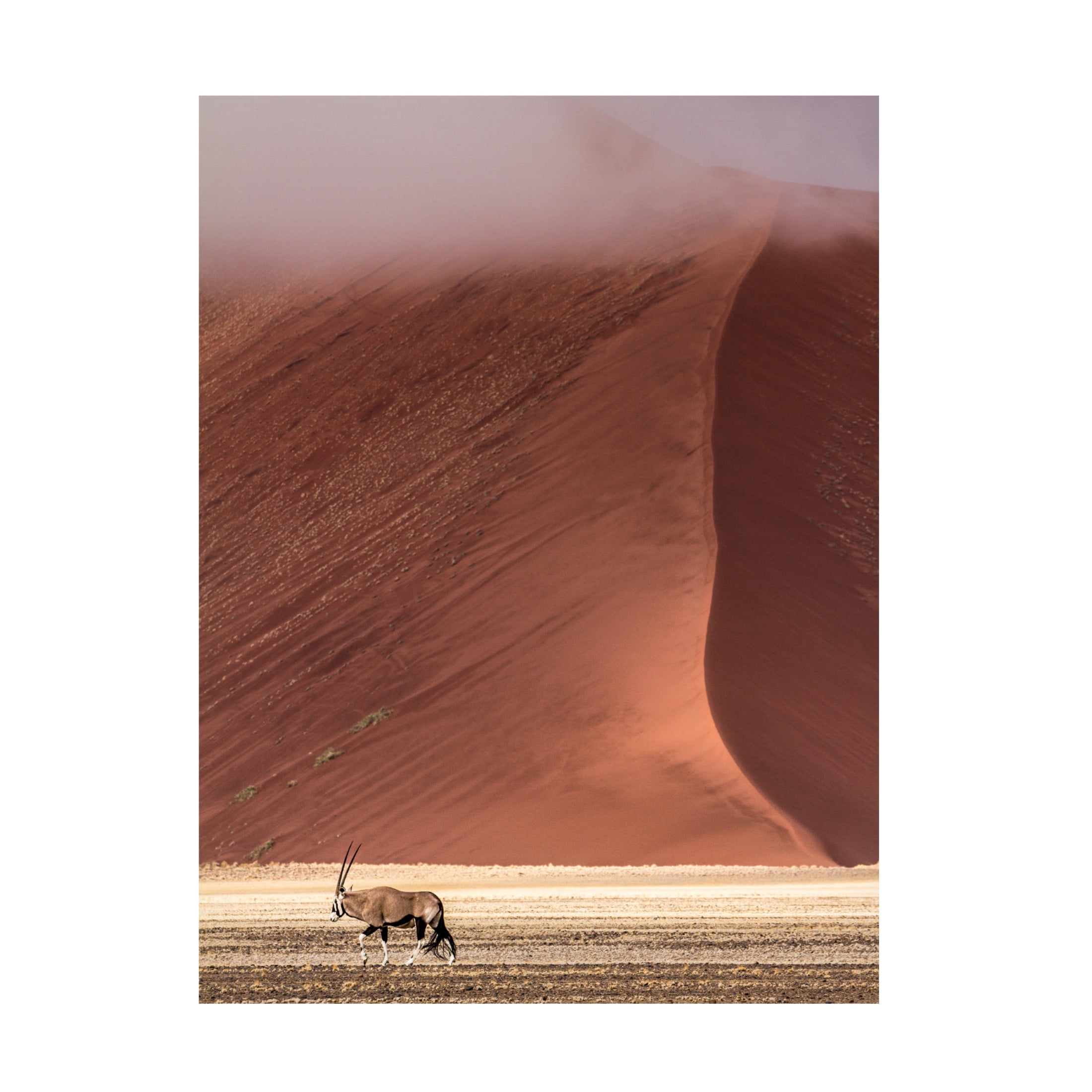 Canvas Wall Art - Marco Tagliarino 'In The Wild' Wall Art for Living Room, Bedroom, or Office D?cor by Trademark Fine Art - 18 x 24 Inches
