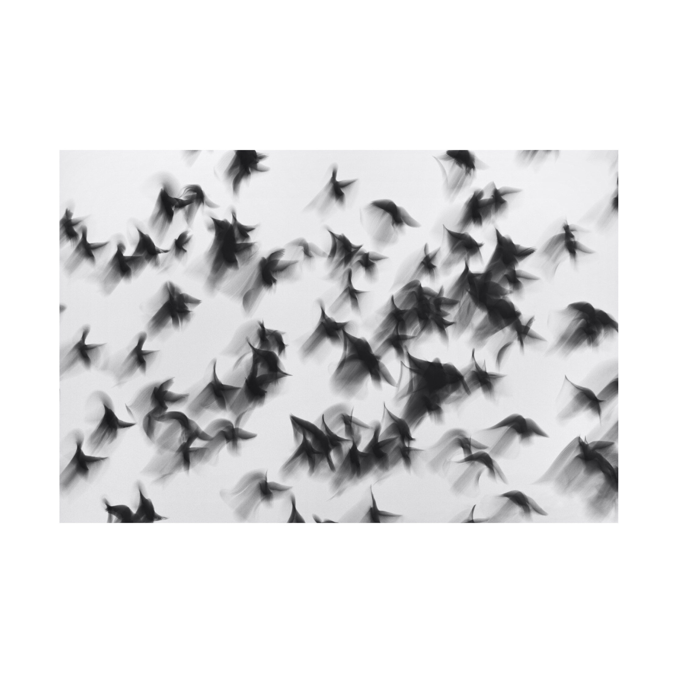 Canvas Wall Art - Marina Yushina 'Birds' Wall Art for Living Room, Bedroom, or Office D?cor by Trademark Fine Art - 47 x 30 Inches