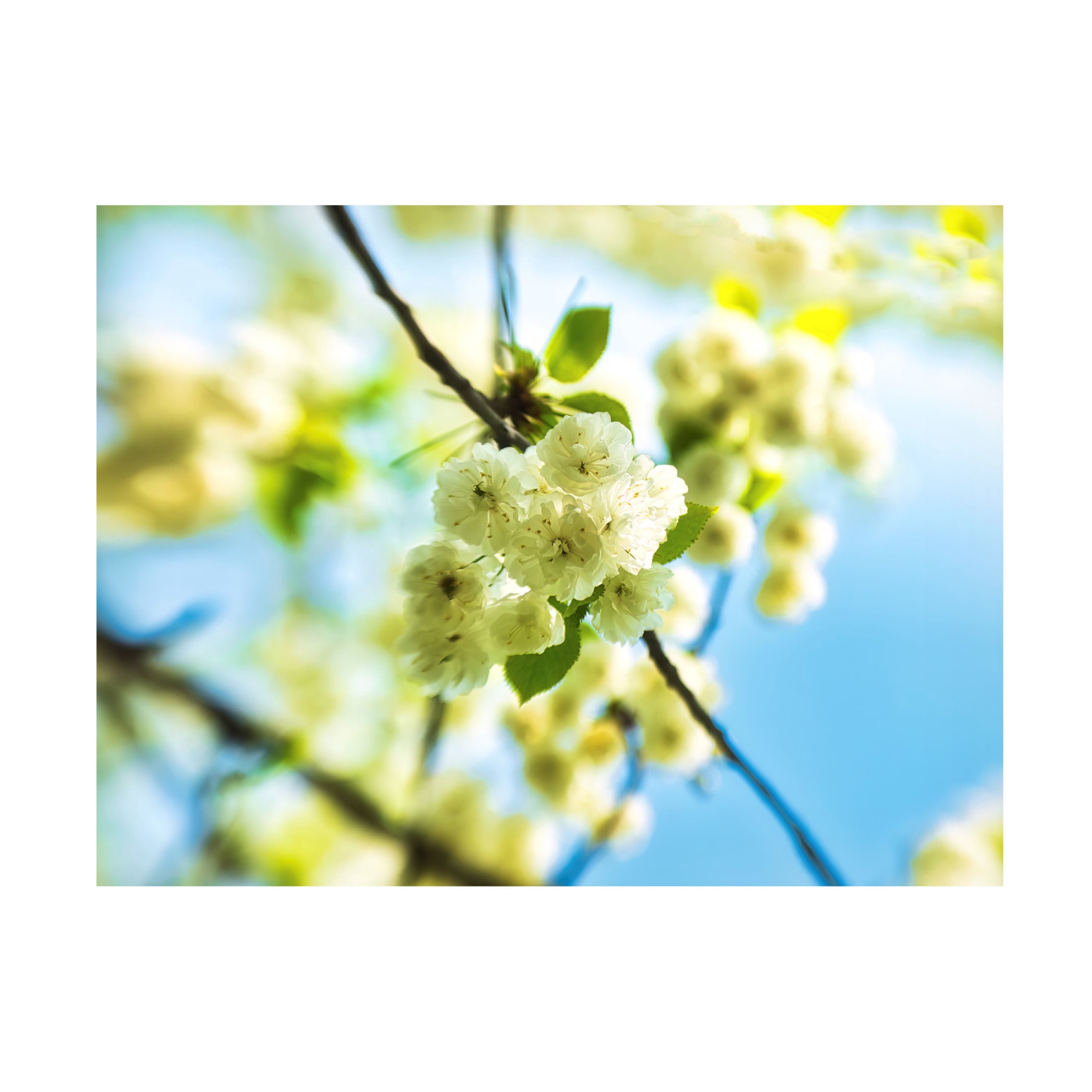 Canvas Wall Art - Mark A Paulda 'Spring Flowers' Wall Art for Living Room, Bedroom, or Office Décor by Trademark Fine Art - 47 x 35 Inches
