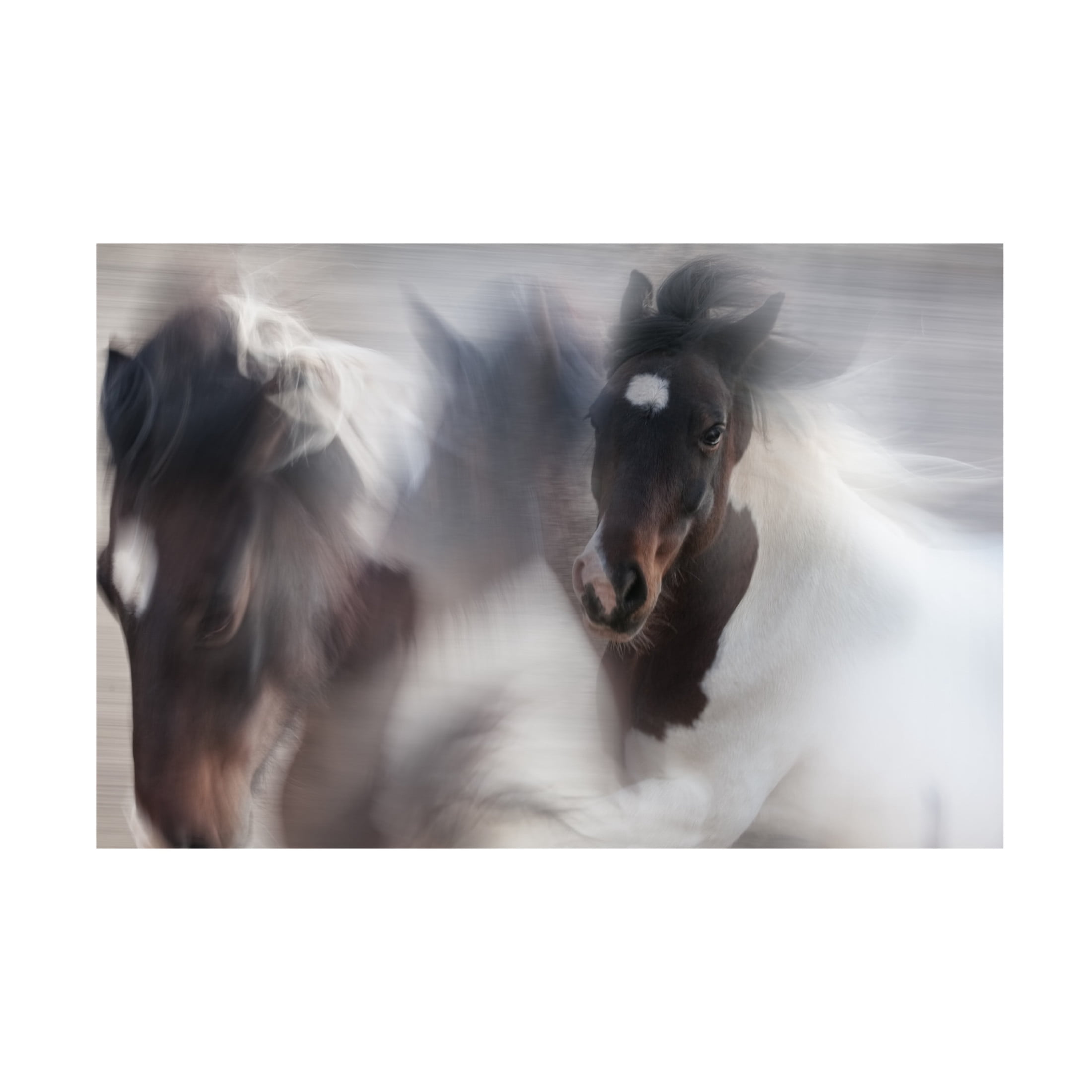 Canvas Wall Art - Martine Benezech 'Runaway Horse' Wall Art for Living Room, Bedroom, or Office Décor by Trademark Fine Art - 19 x 12 Inches