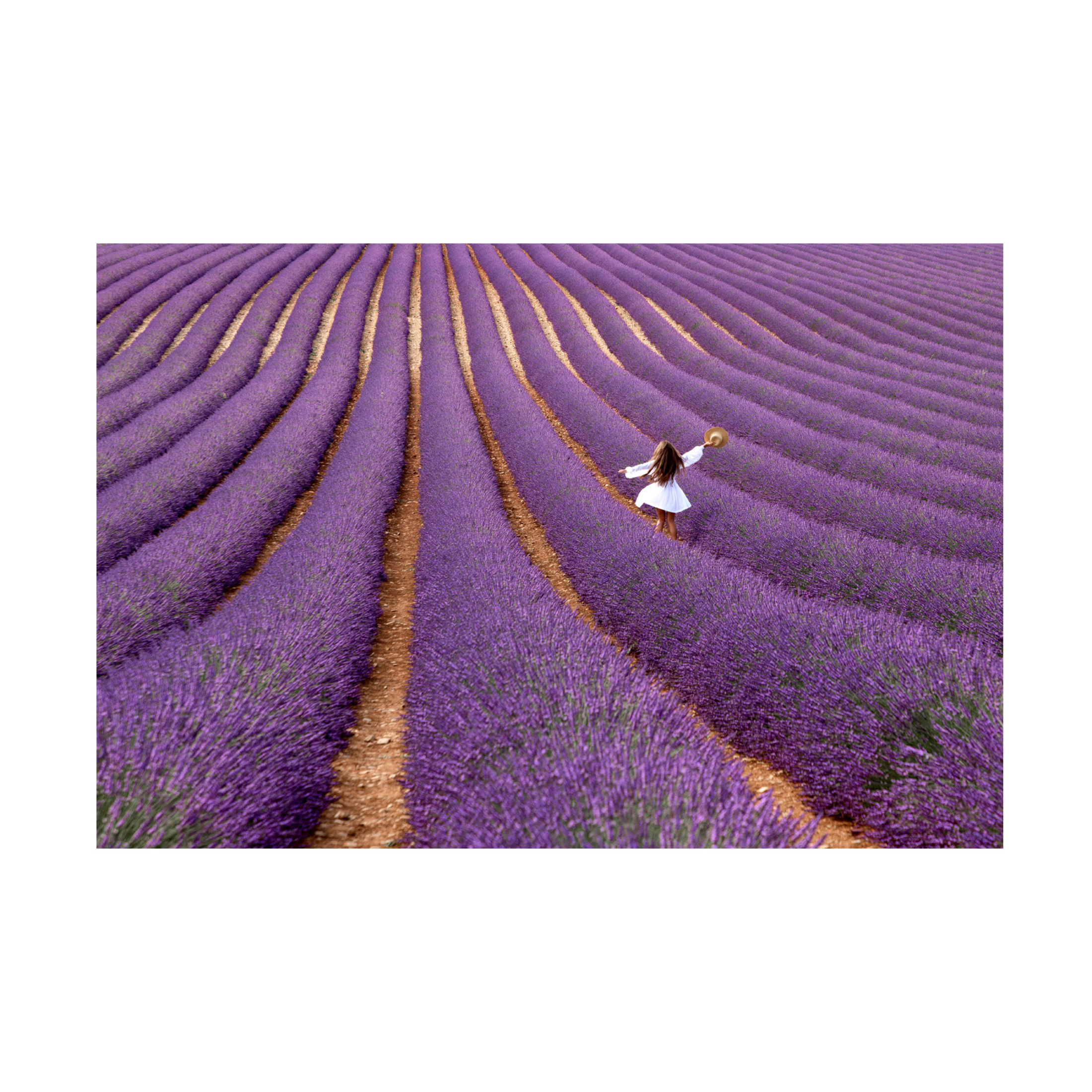 Canvas Wall Art - Massimo Della Latta 'Violet' Wall Art for Living Room, Bedroom, or Office D?cor by Trademark Fine Art - 24 x 16 Inches