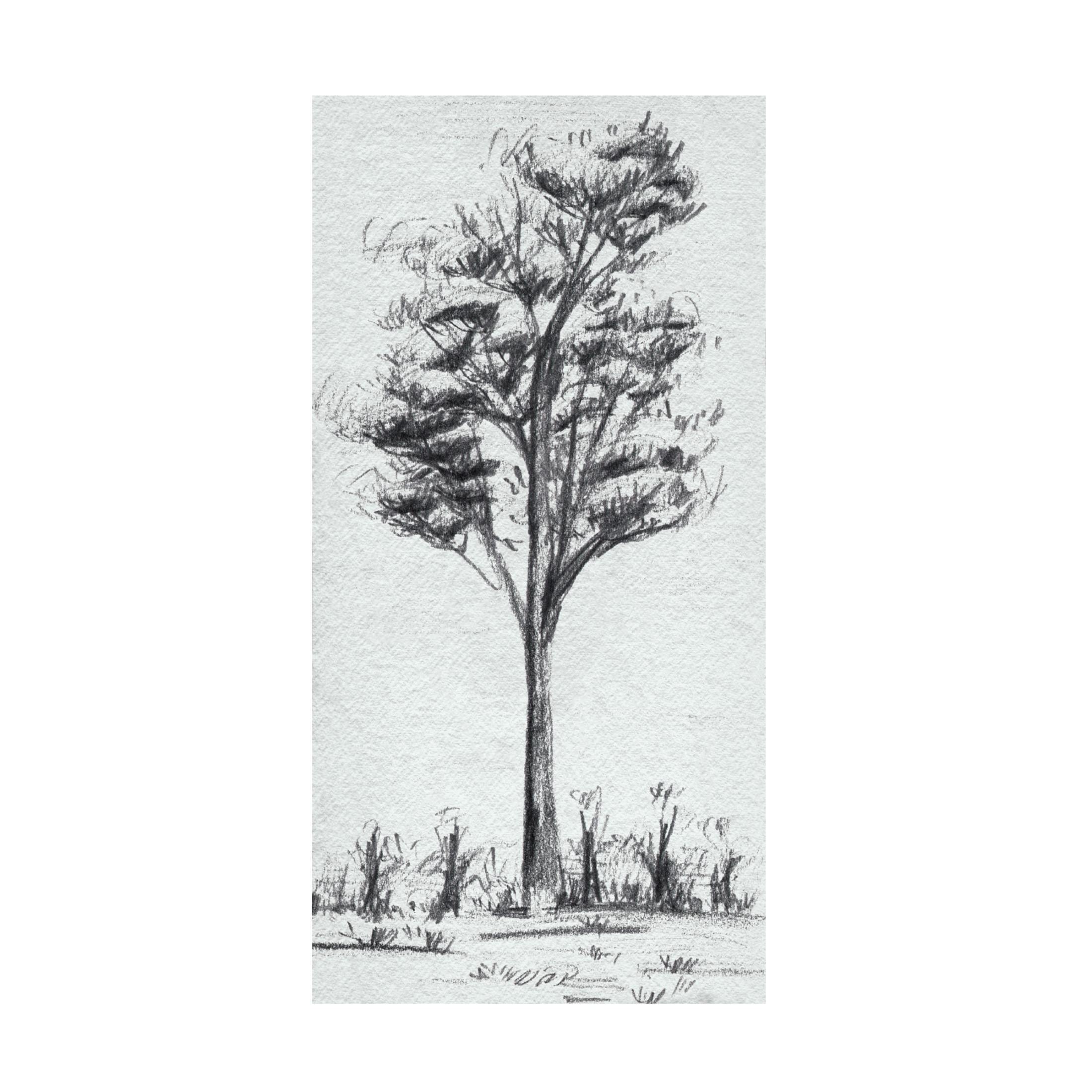 Canvas Wall Art - Melissa Wang 'Tree in the Woods III' Wall Art for Living Room, Bedroom, or Office Décor by Trademark Fine Art - 24 x 47 Inches
