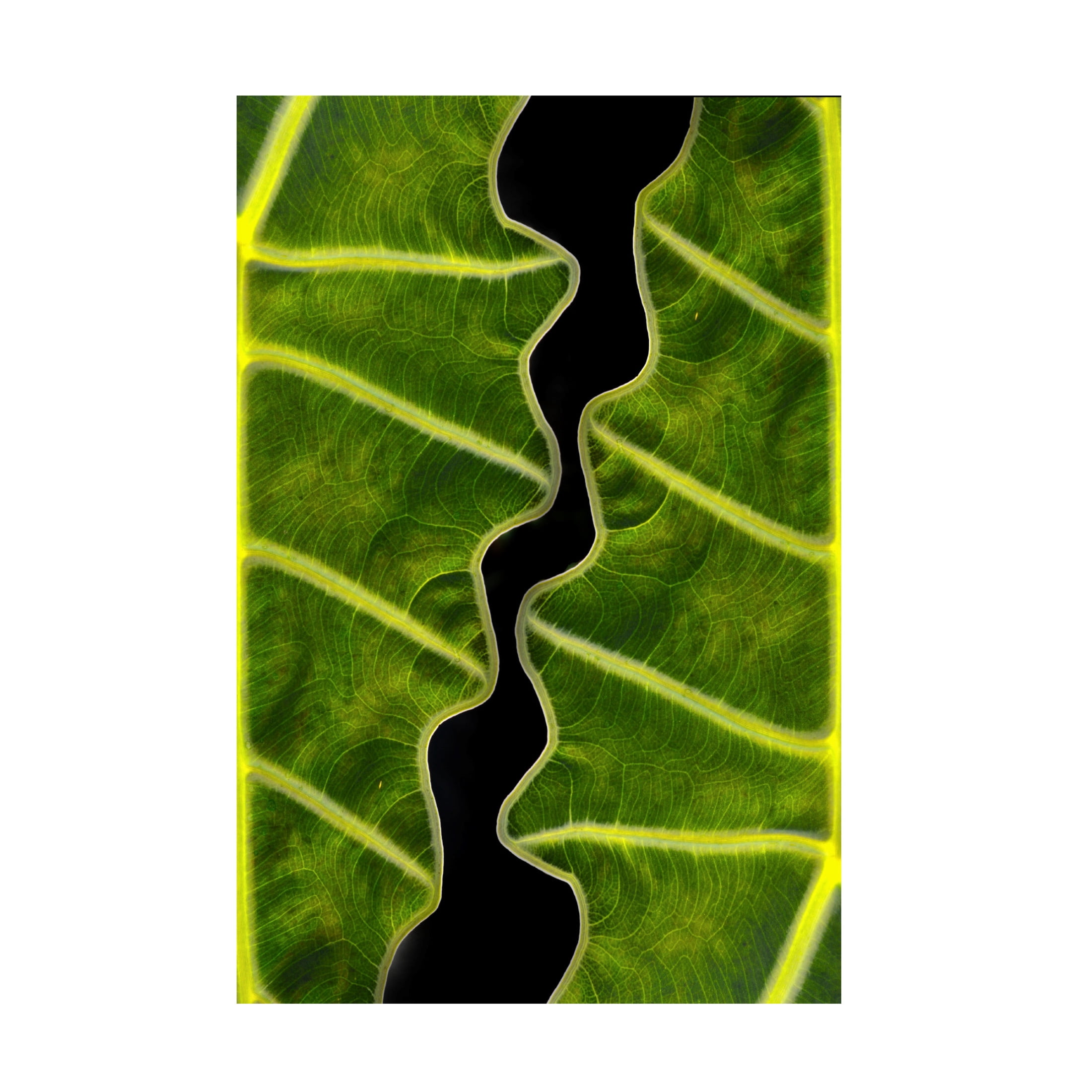 Canvas Wall Art - Memensaputra 'Balance' Wall Art for Living Room, Bedroom, or Office D?cor by Trademark Fine Art - 12 x 19 Inches