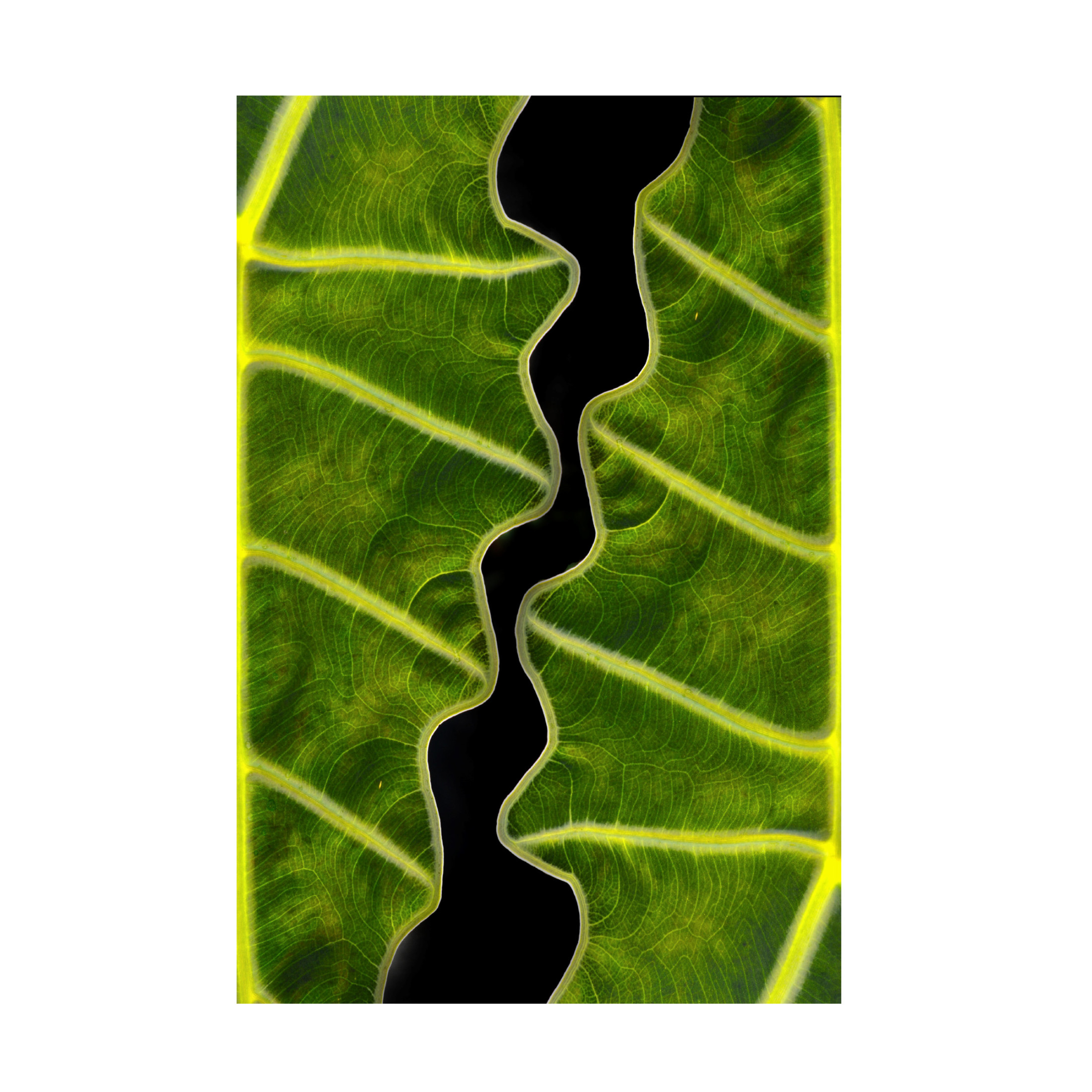 Canvas Wall Art - Memensaputra 'Balance' Wall Art for Living Room, Bedroom, or Office D?cor by Trademark Fine Art - 22 x 32 Inches