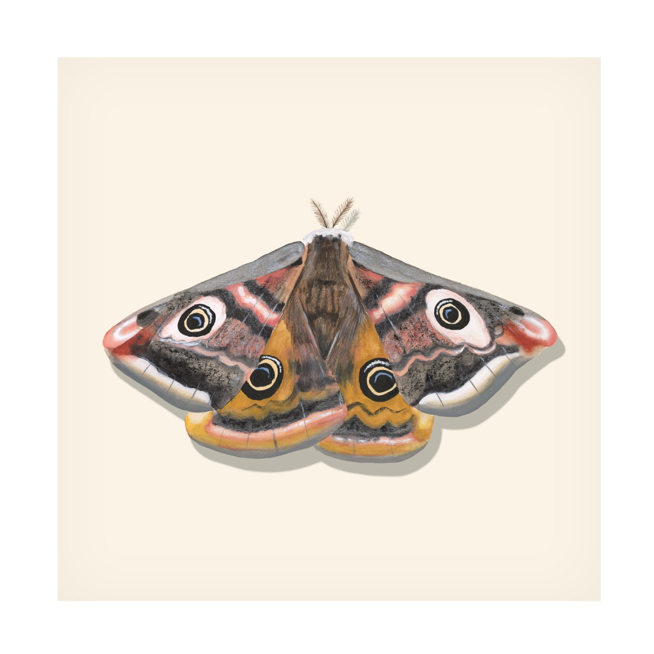 Canvas Wall Art - Michael Willett 'Watercolor Moths I' Wall Art for Living Room, Bedroom, or Office Décor by Trademark Fine Art - 35 x 35 Inches