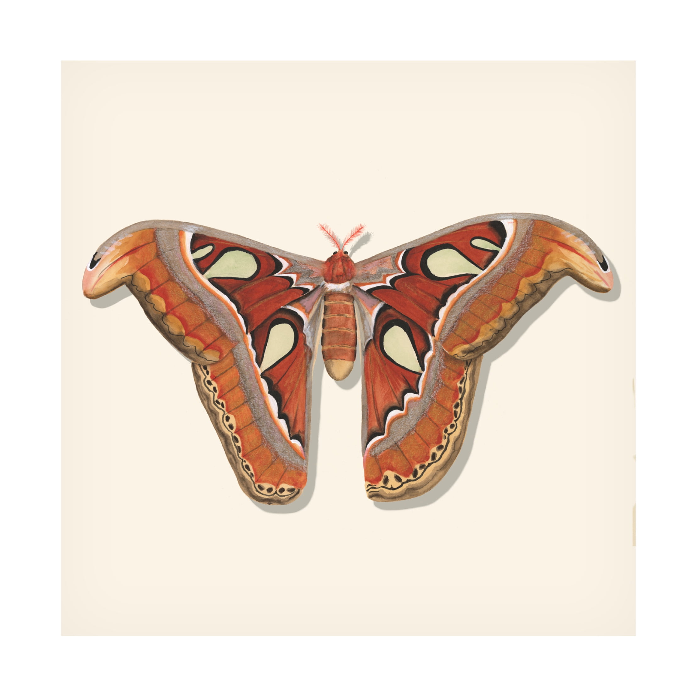 Canvas Wall Art - Michael Willett 'Watercolor Moths II' Wall Art for Living Room, Bedroom, or Office Décor by Trademark Fine Art - 18 x 18 Inches