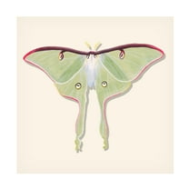Canvas Wall Art - Michael Willett 'Watercolor Moths IV' Wall Art for Living Room, Bedroom, or Office Décor by Trademark Fine Art - 14 x 14 Inches