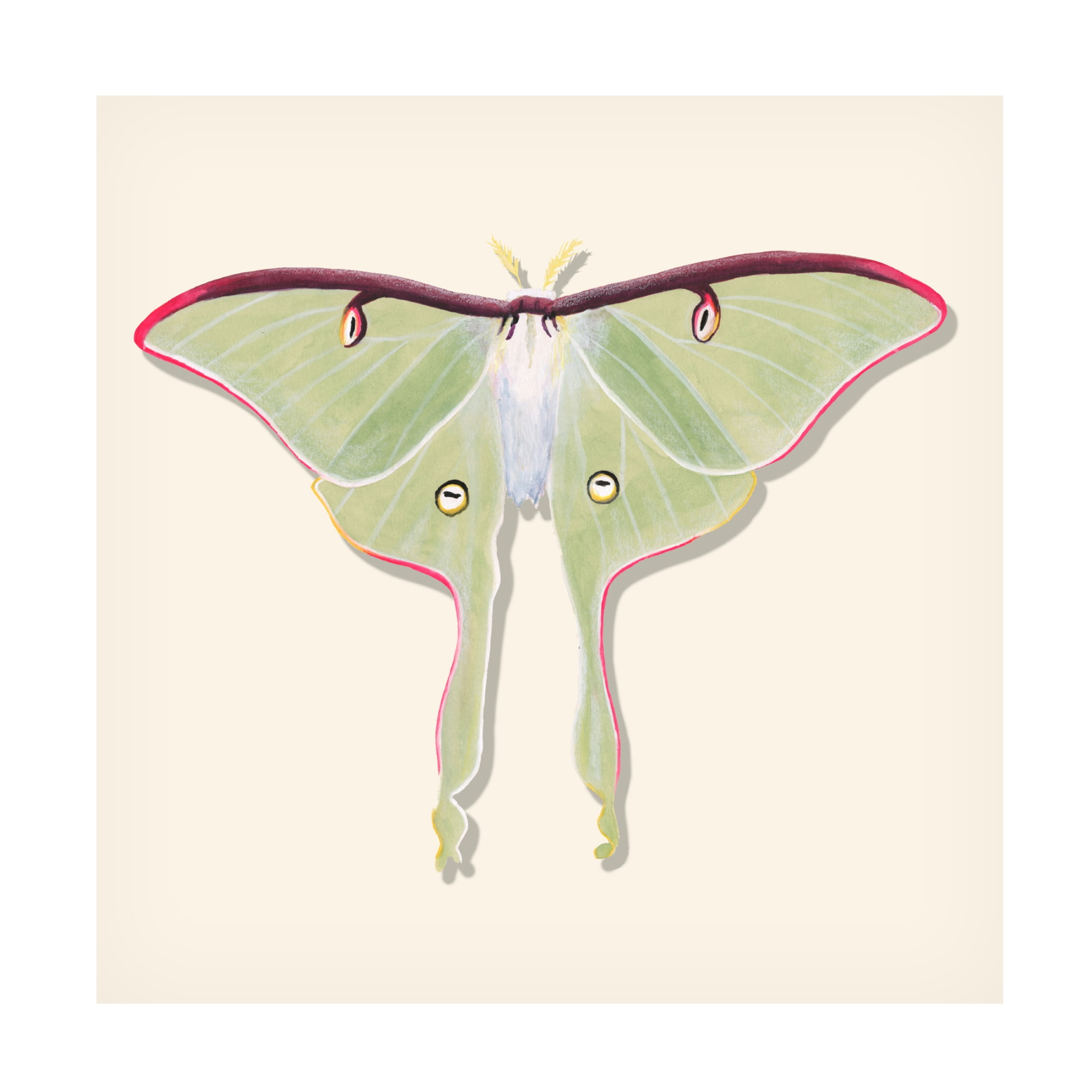 Canvas Wall Art - Michael Willett 'Watercolor Moths IV' Wall Art for Living Room, Bedroom, or Office Décor by Trademark Fine Art - 35 x 35 Inches