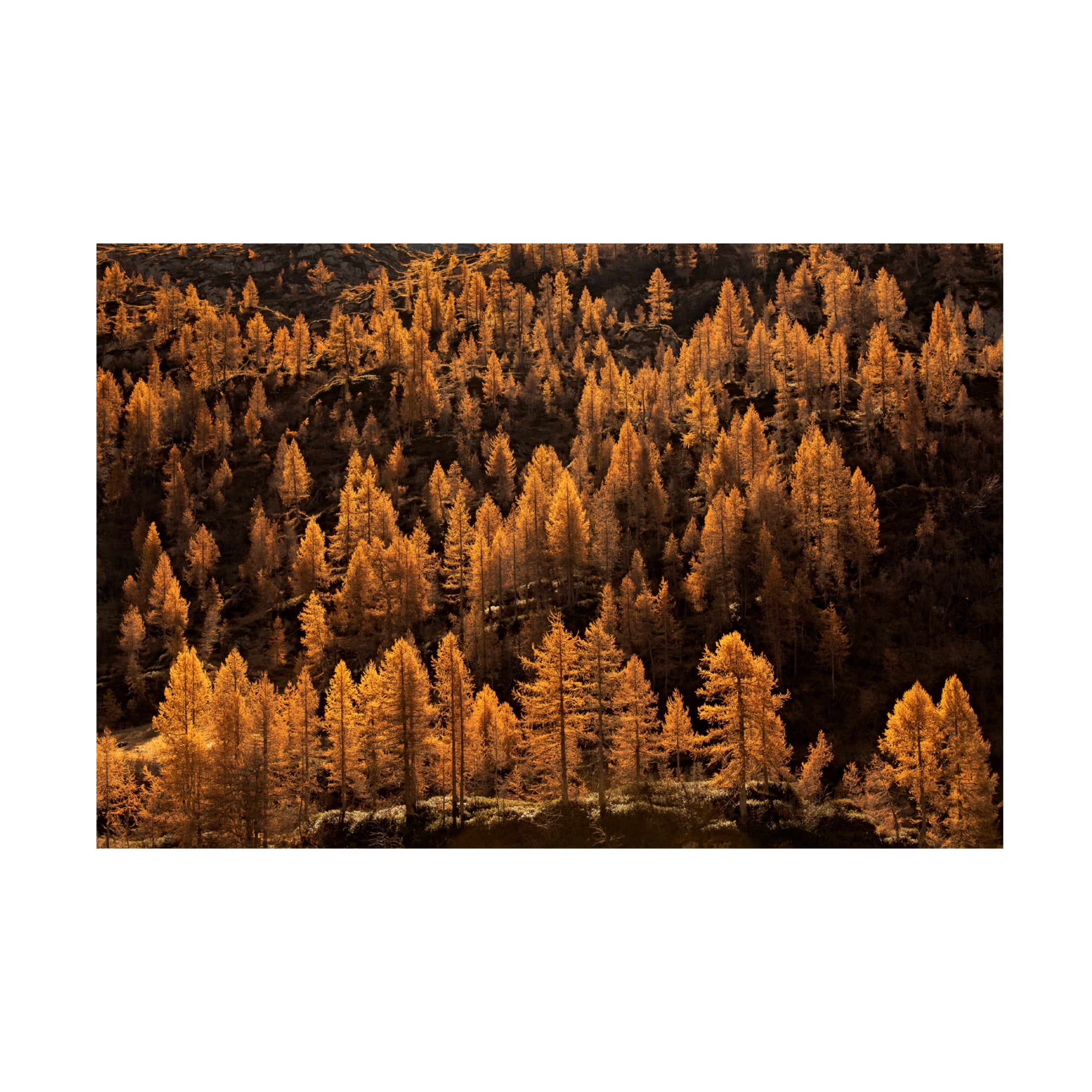 Canvas Wall Art - Michel Manzoni 'Larches In Autumn' Wall Art for Living Room, Bedroom, or Office Décor by Trademark Fine Art - 47 x 30 Inches