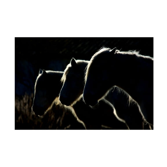 Canvas Wall Art - Michel Romaggi 'Horses Colored Version ' Wall Art for Living Room, Bedroom, or Office Décor by Trademark Fine Art - 19 x 12 Inches