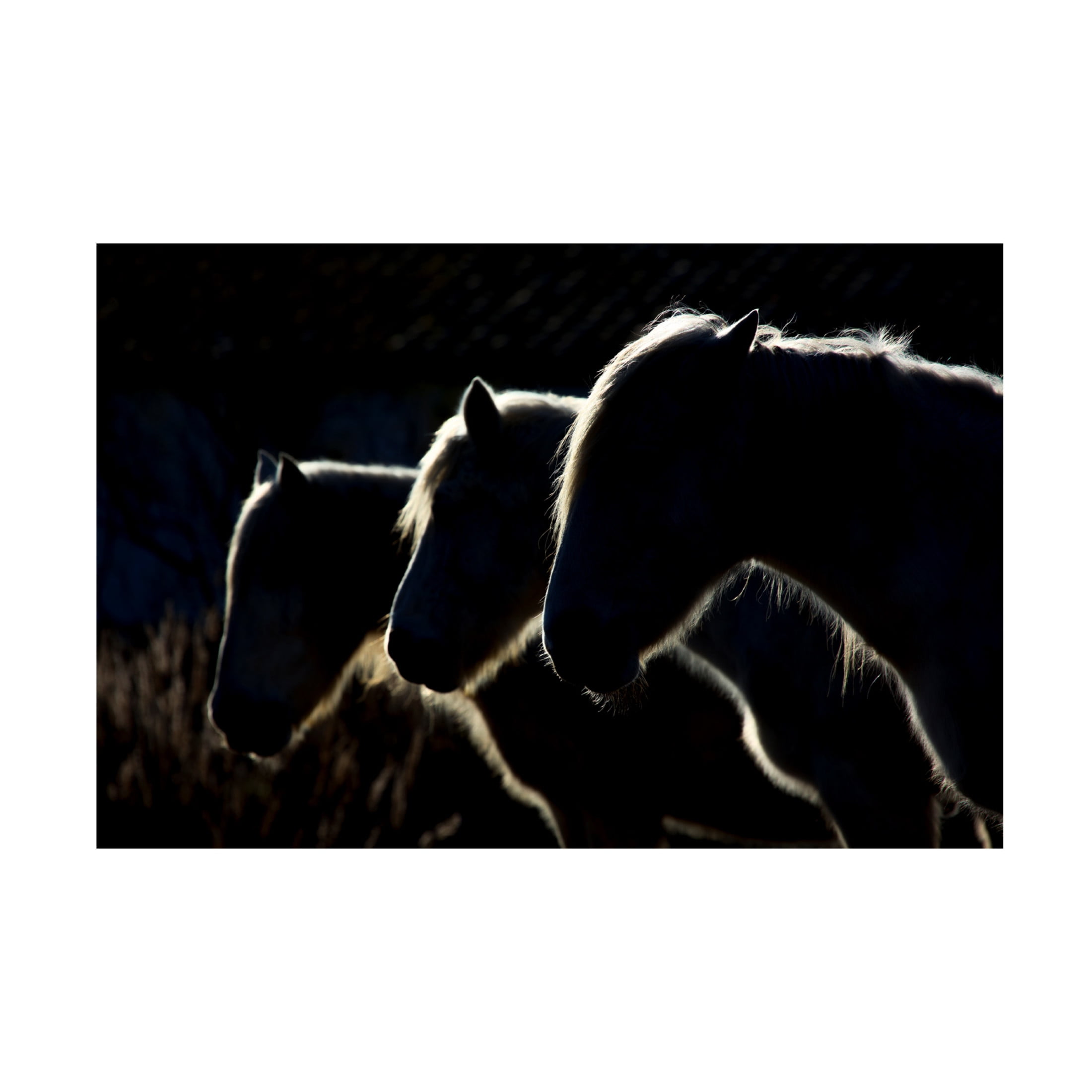 Canvas Wall Art - Michel Romaggi 'Horses Colored Version ' Wall Art for Living Room, Bedroom, or Office Décor by Trademark Fine Art - 32 x 22 Inches