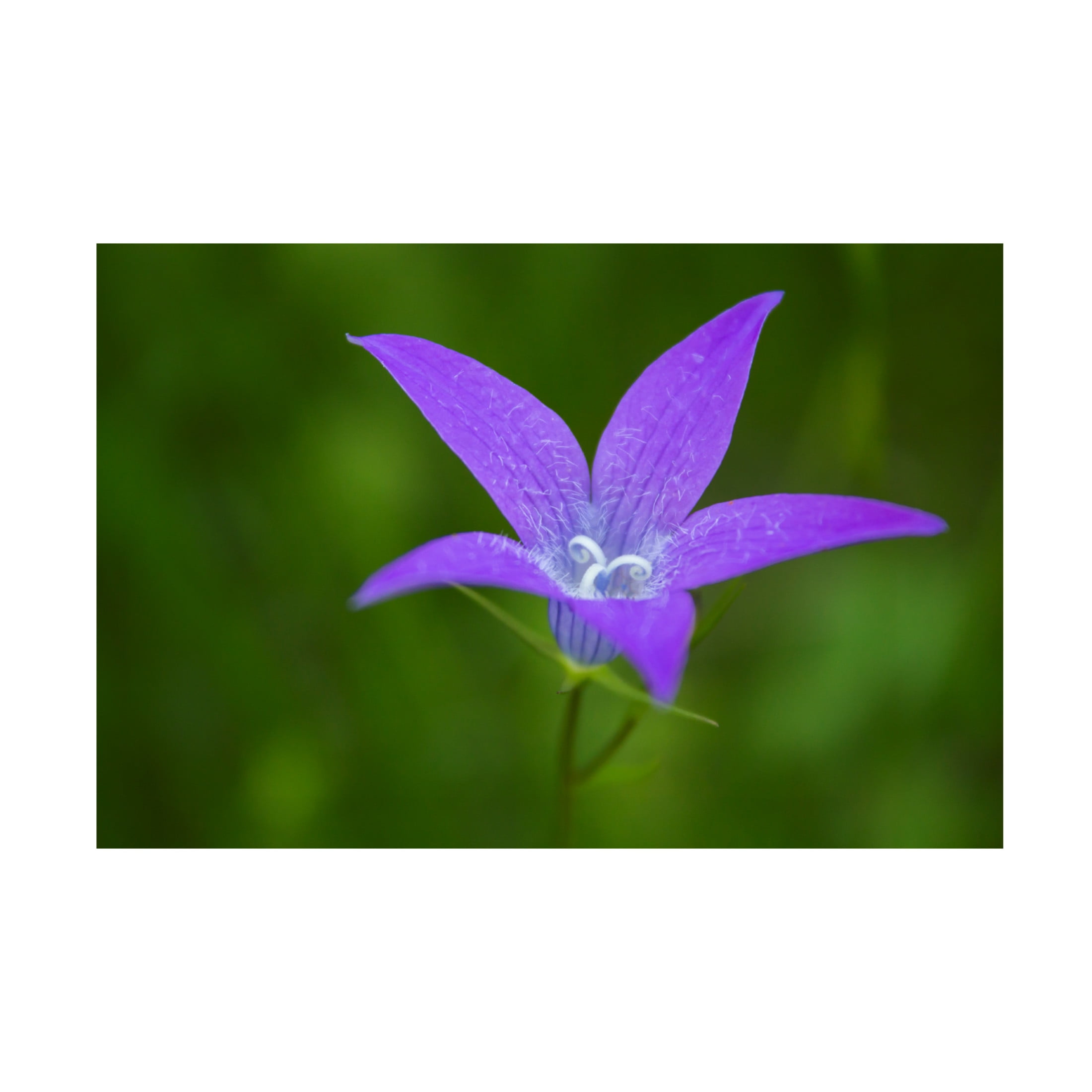 Canvas Wall Art - Mihalcea Bogdan 'Violet Flower' Wall Art for Living Room, Bedroom, or Office Décor by Trademark Fine Art - 32 x 22 Inches