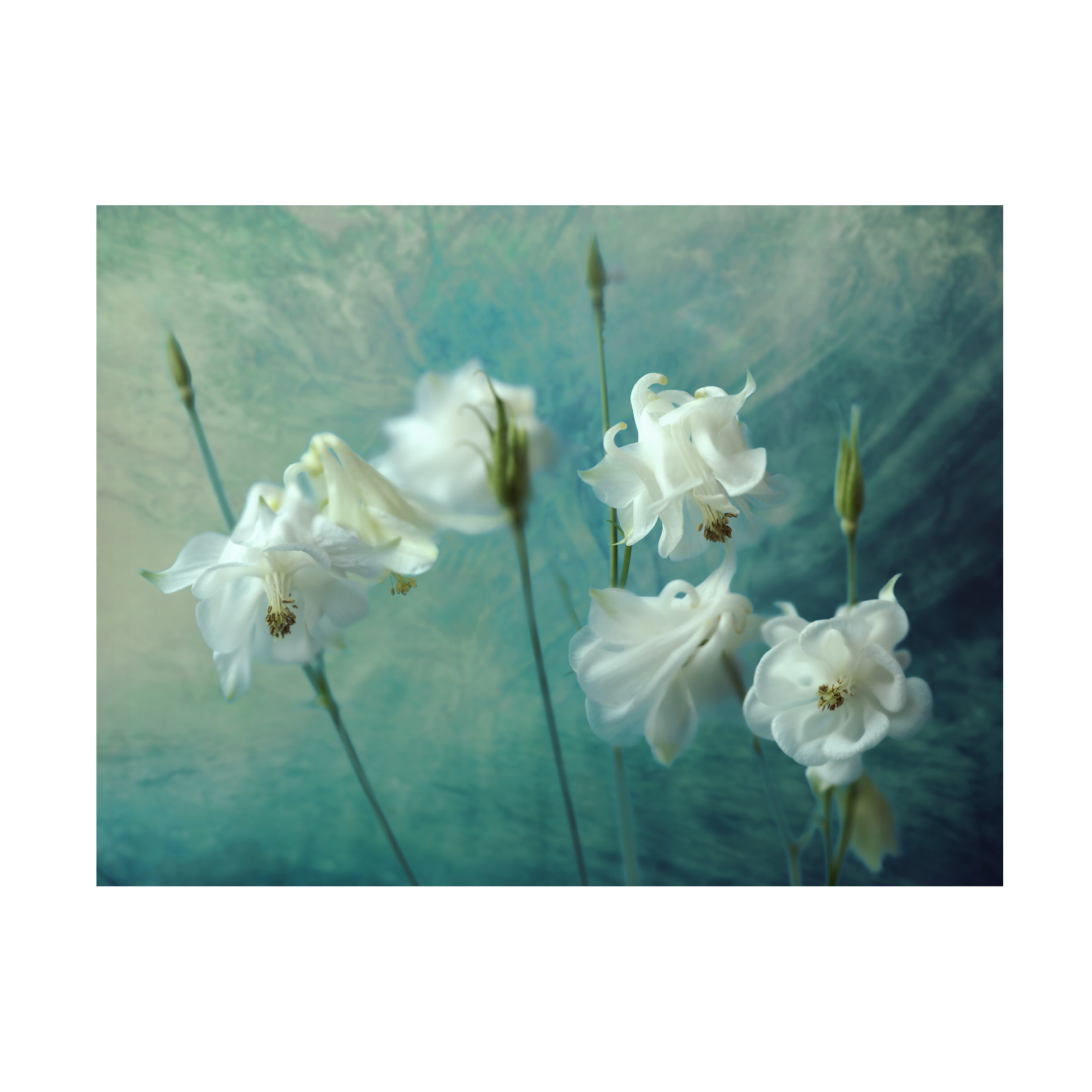 Canvas Wall Art - Mike Kreiten 'Crowns Of Thorns' Wall Art for Living Room, Bedroom, or Office Décor by Trademark Fine Art - 24 x 18 Inches