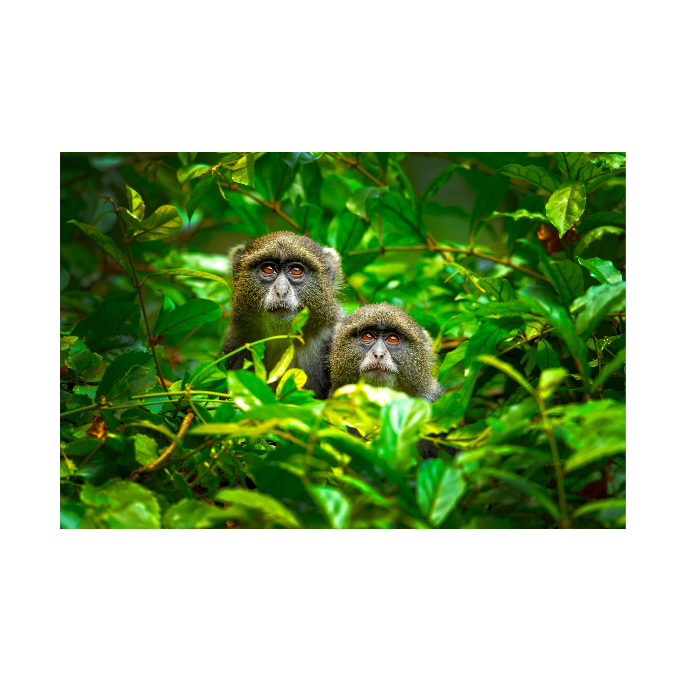 Canvas Wall Art - Milan Zygmunt 'Blue Monkey' Wall Art for Living Room, Bedroom, or Office D?cor by Trademark Fine Art - 19 x 12 Inches