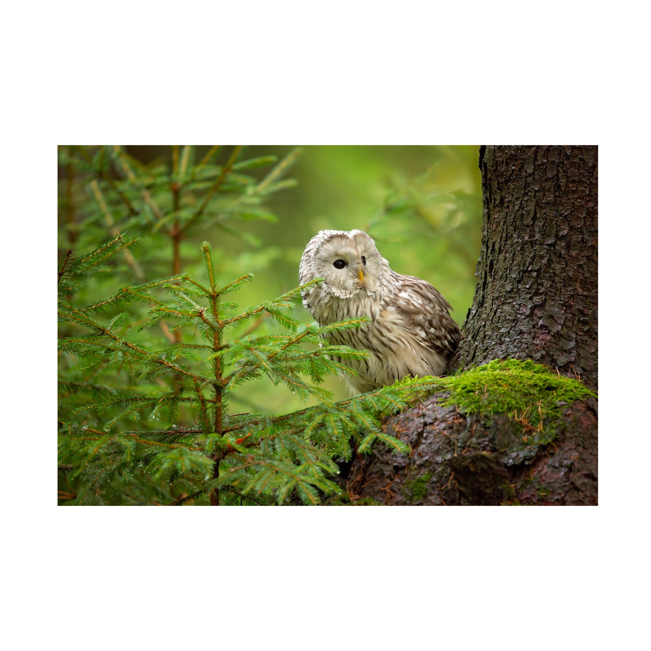 Canvas Wall Art - Milan Zygmunt 'Ural Owl' Wall Art for Living Room, Bedroom, or Office D?cor by Trademark Fine Art - 47 x 30 Inches