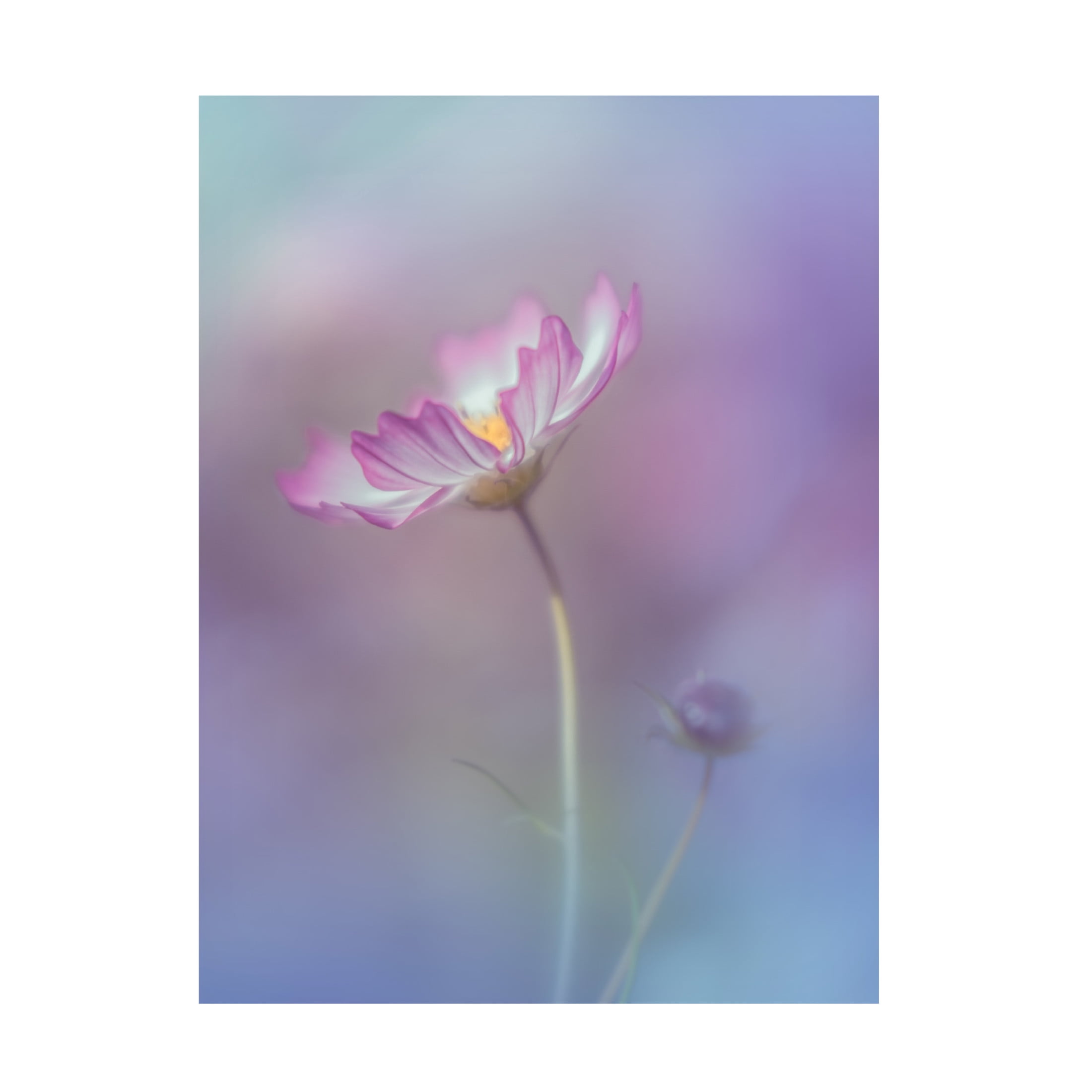 Canvas Wall Art - Miyako Koumura 'Pink Elegance' Wall Art for Living Room, Bedroom, or Office D?cor by Trademark Fine Art - 24 x 32 Inches