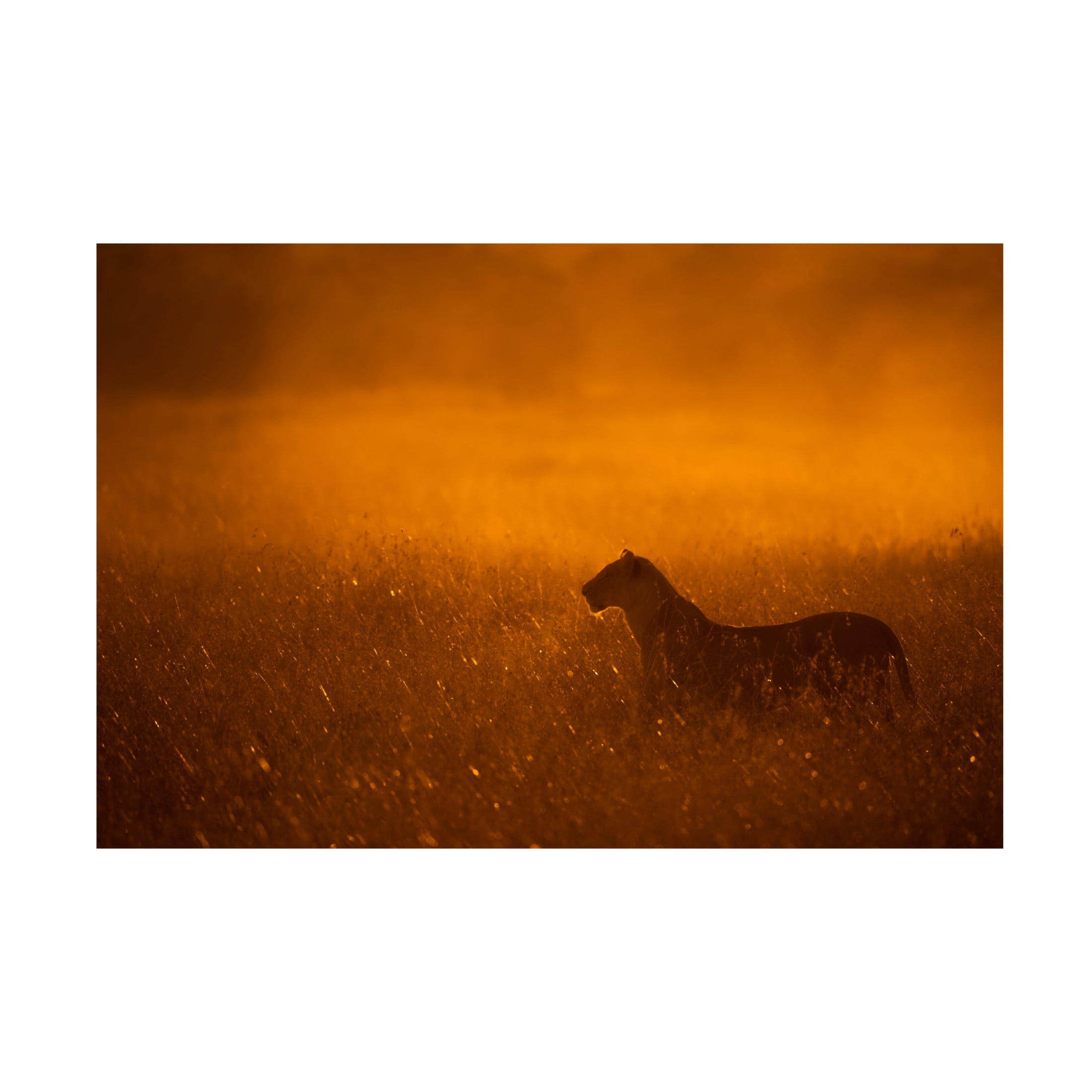 Canvas Wall Art - Mohammed Alnaser 'Gold Dust' Wall Art for Living Room, Bedroom, or Office D?cor by Trademark Fine Art - 32 x 22 Inches