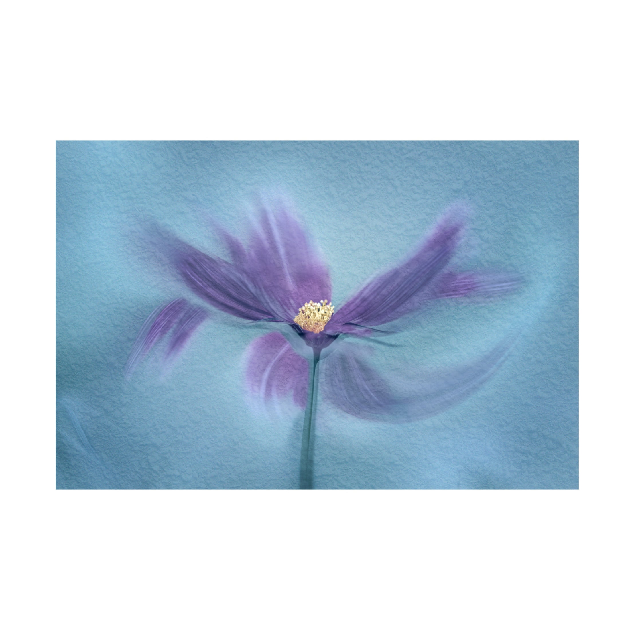 Canvas Wall Art - Molly Fu 'My Favorite Cosmos' Wall Art for Living Room, Bedroom, or Office D?cor by Trademark Fine Art - 24 x 16 Inches