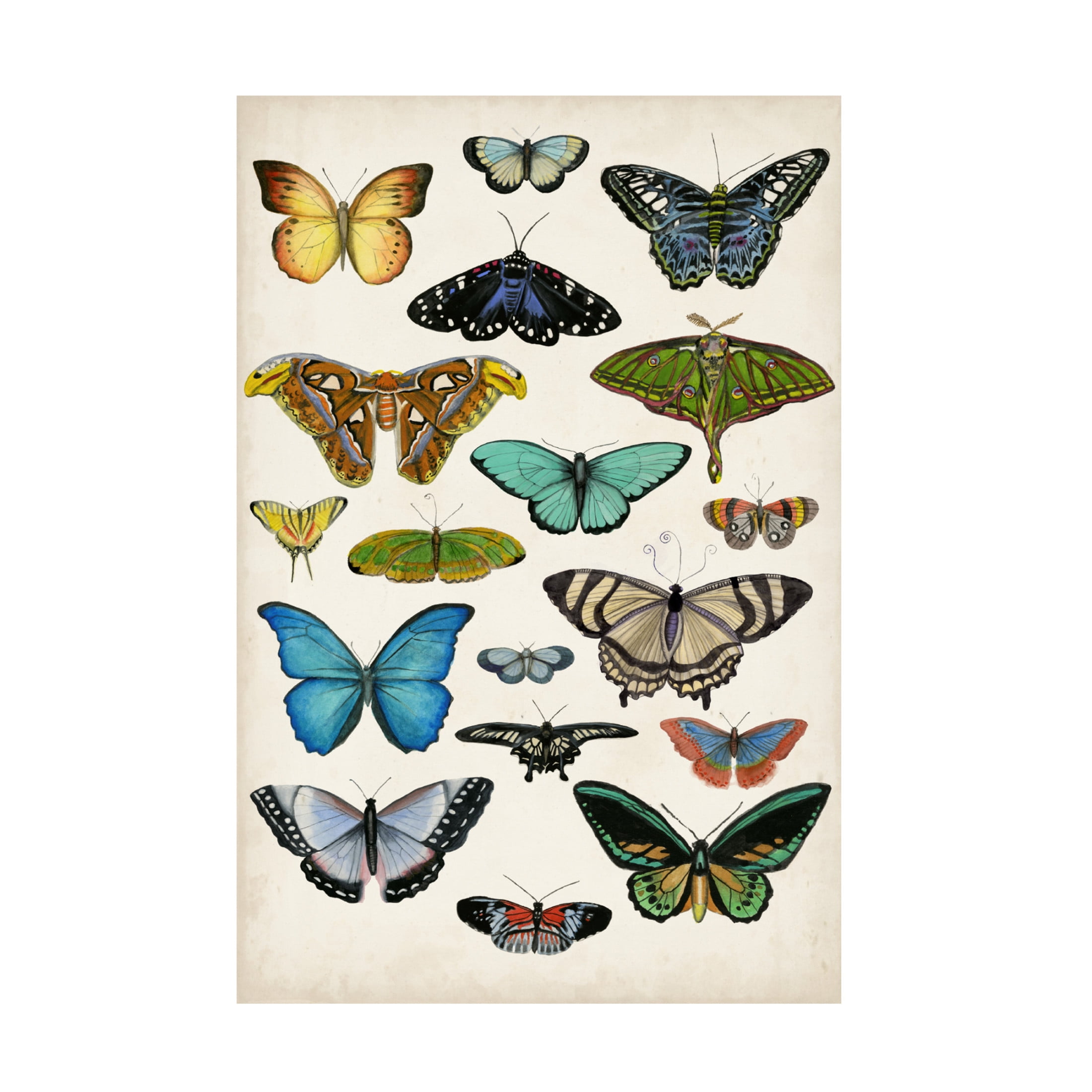 Canvas Wall Art - Naomi McCavitt 'Butterfly Taxonomy I' Wall Art for Living Room, Bedroom, or Office Décor by Trademark Fine Art - 16 x 24 Inches