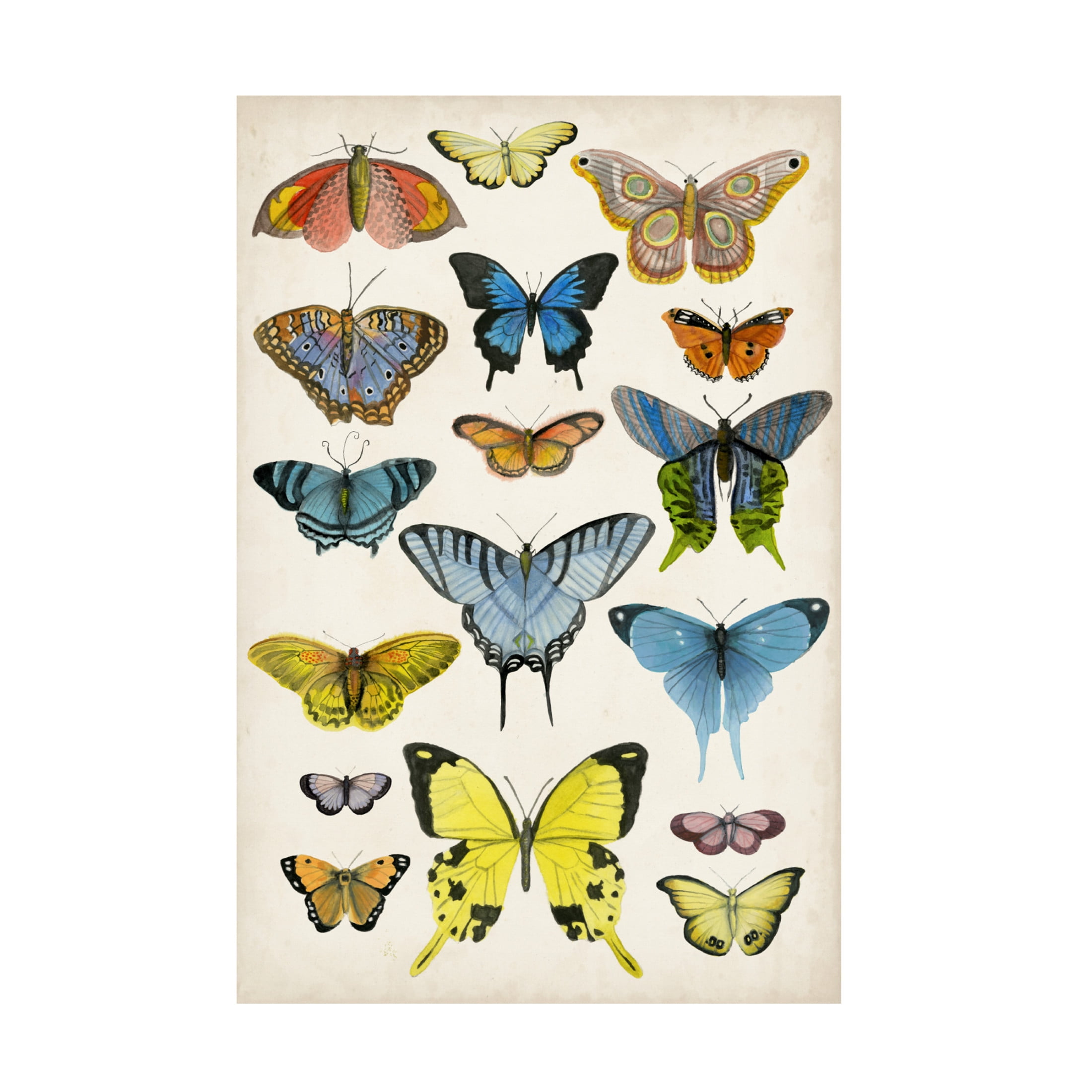 Canvas Wall Art - Naomi McCavitt 'Butterfly Taxonomy II' Wall Art for Living Room, Bedroom, or Office Décor by Trademark Fine Art - 12 x 19 Inches