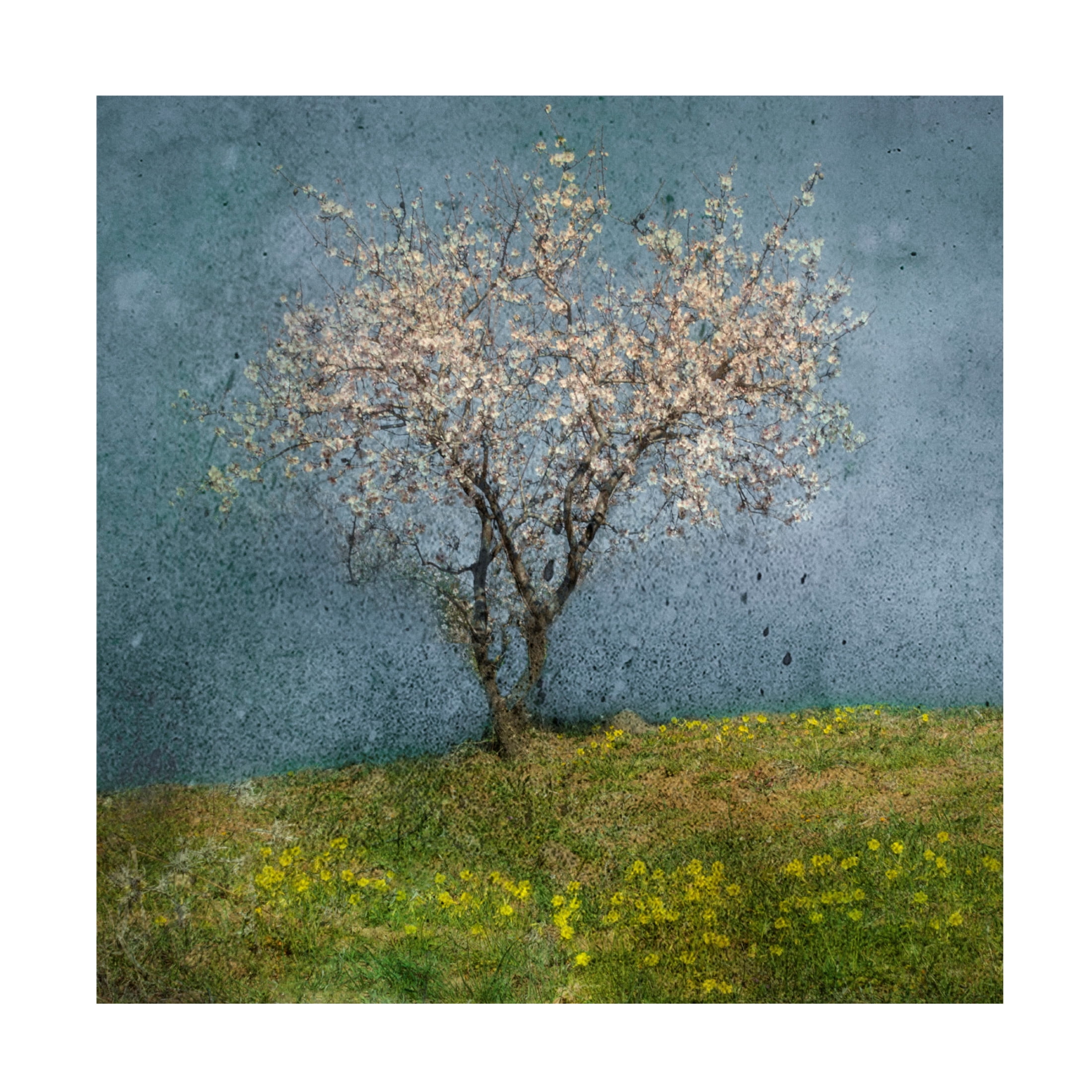 Canvas Wall Art - Nel Talen 'Almond Tree' Wall Art for Living Room, Bedroom, or Office Décor by Trademark Fine Art - 24 x 24 Inches