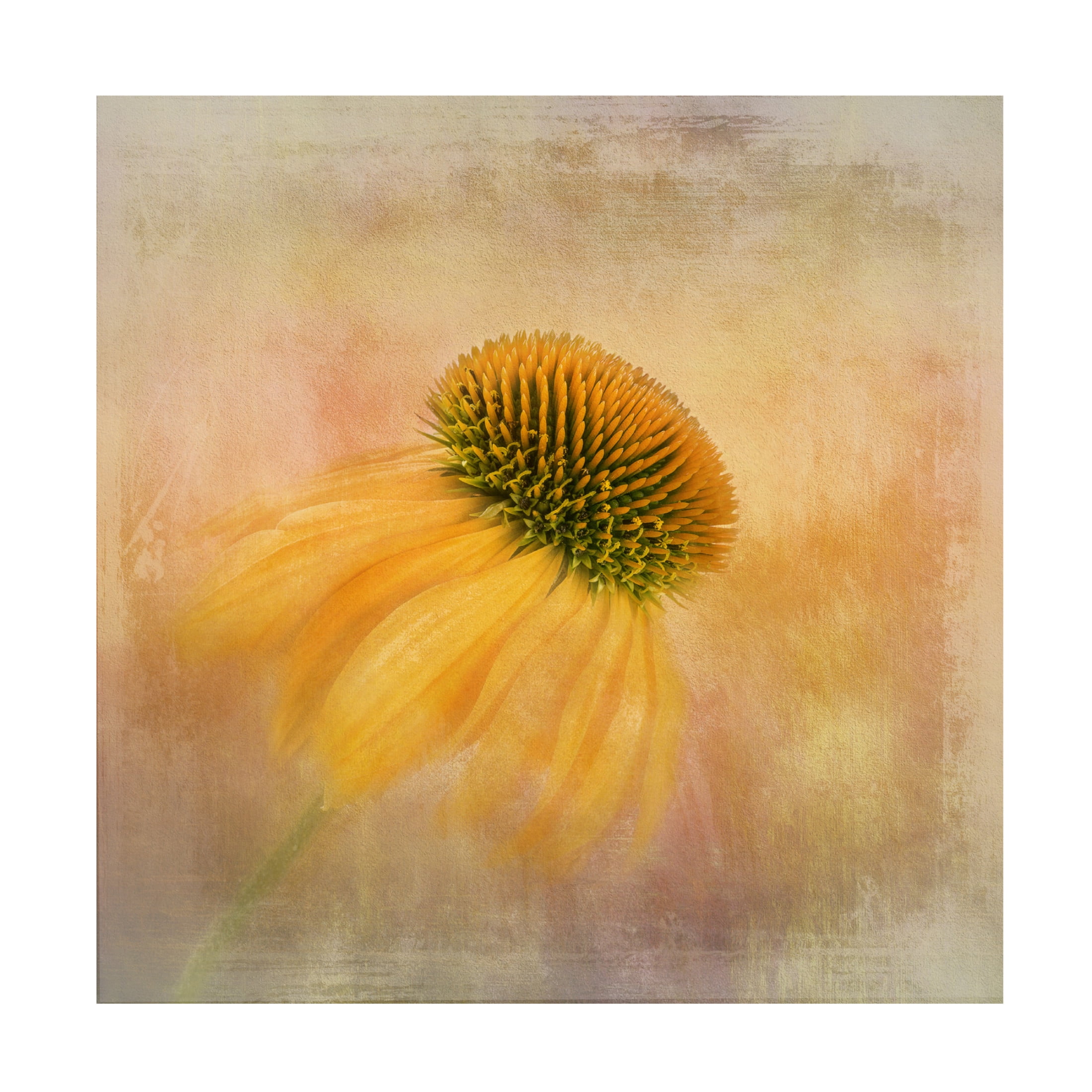 Canvas Wall Art - Nel Talen 'Echinacea In Yellow' Wall Art for Living Room, Bedroom, or Office Décor by Trademark Fine Art - 18 x 18 Inches