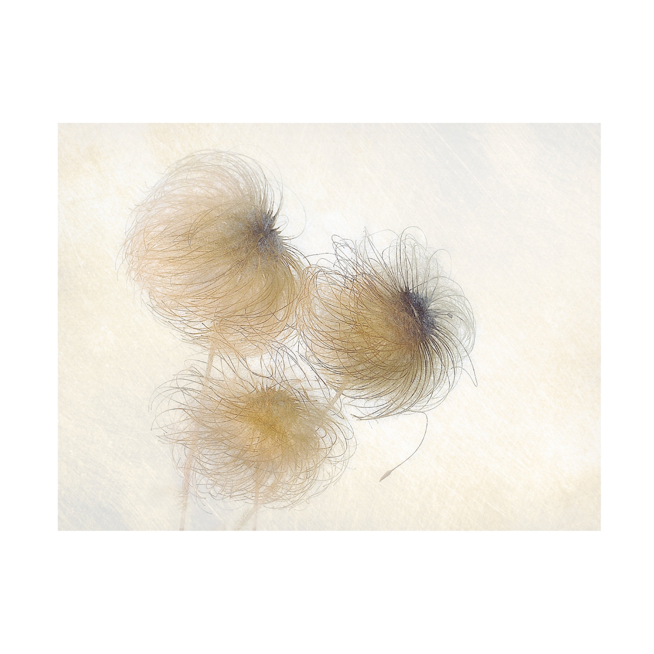 Canvas Wall Art - Nel Talen 'In The Wind' Wall Art for Living Room, Bedroom, or Office Décor by Trademark Fine Art - 47 x 35 Inches