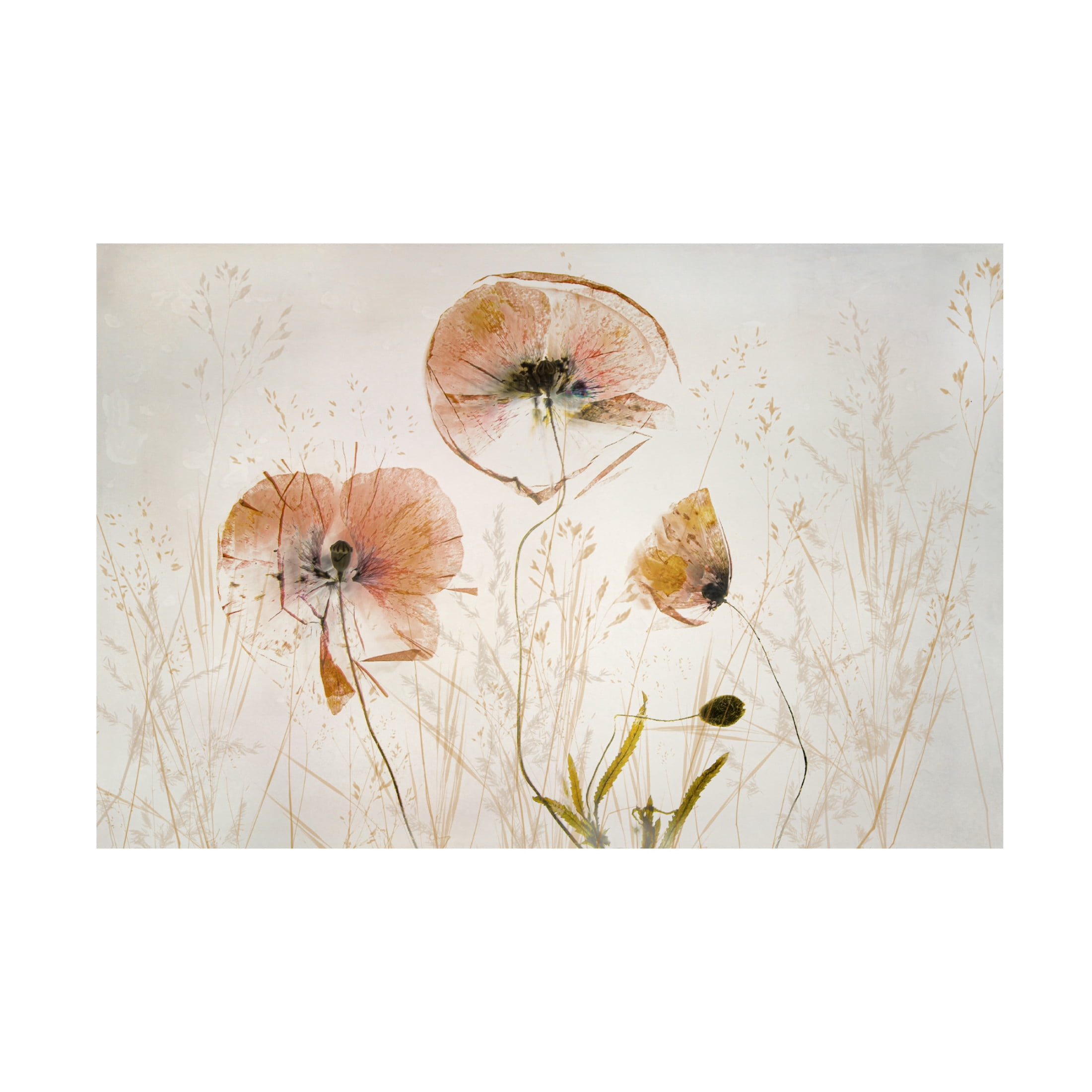 Canvas Wall Art - Nel Talen 'Light And Soft' Wall Art for Living Room, Bedroom, or Office Décor by Trademark Fine Art - 24 x 16 Inches