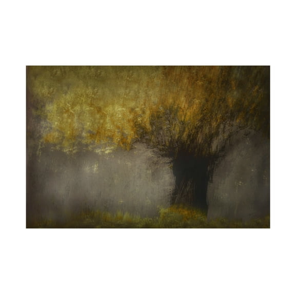 Canvas Wall Art - Nel Talen 'Pollard Willow' Wall Art for Living Room, Bedroom, or Office Décor by Trademark Fine Art - 19 x 12 Inches