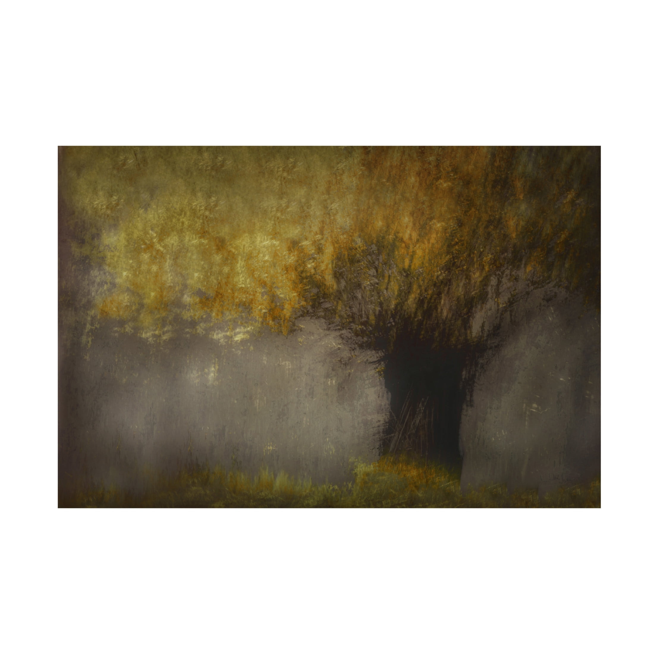 Canvas Wall Art - Nel Talen 'Pollard Willow' Wall Art for Living Room, Bedroom, or Office Décor by Trademark Fine Art - 32 x 22 Inches
